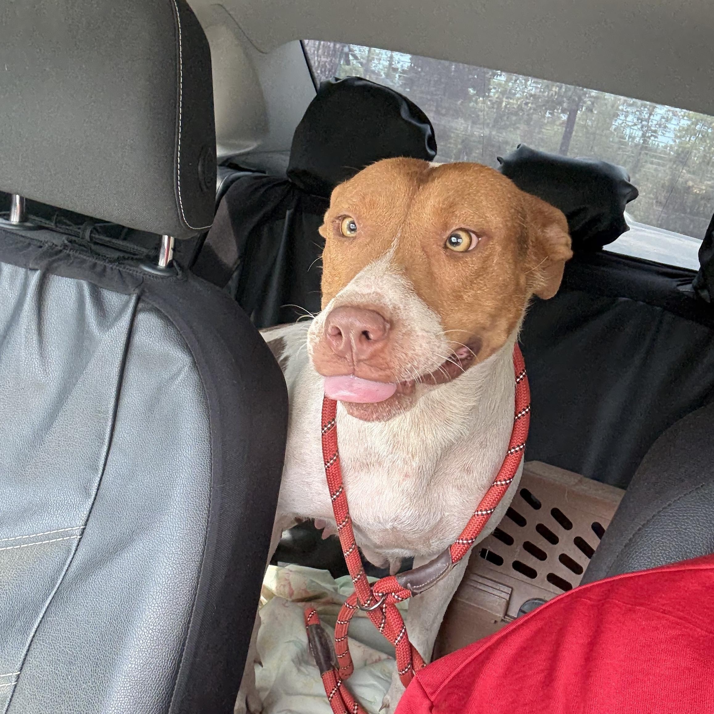 Mama Shugg, a Adoptable mixed breed in McKinney, TX image 1/5