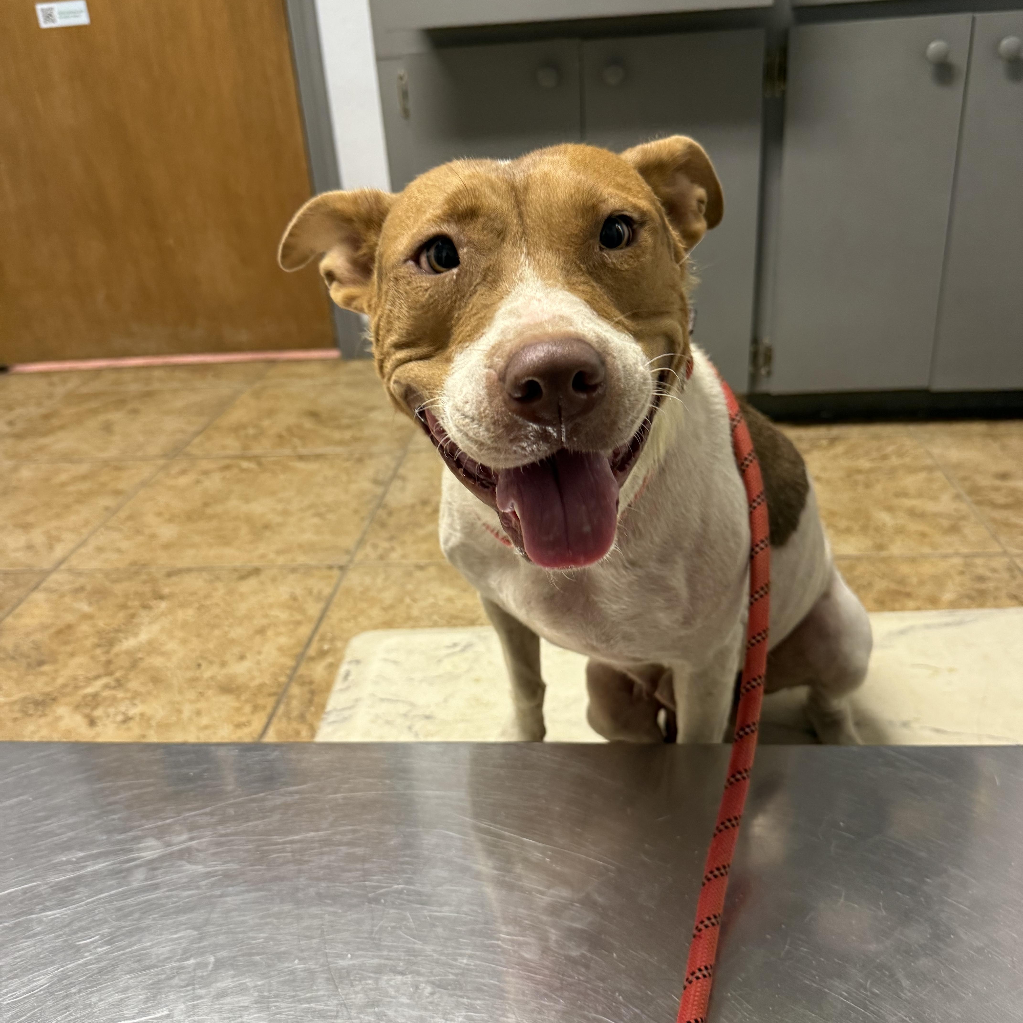 Mama Shugg, a Adoptable mixed breed in McKinney, TX image 4/5