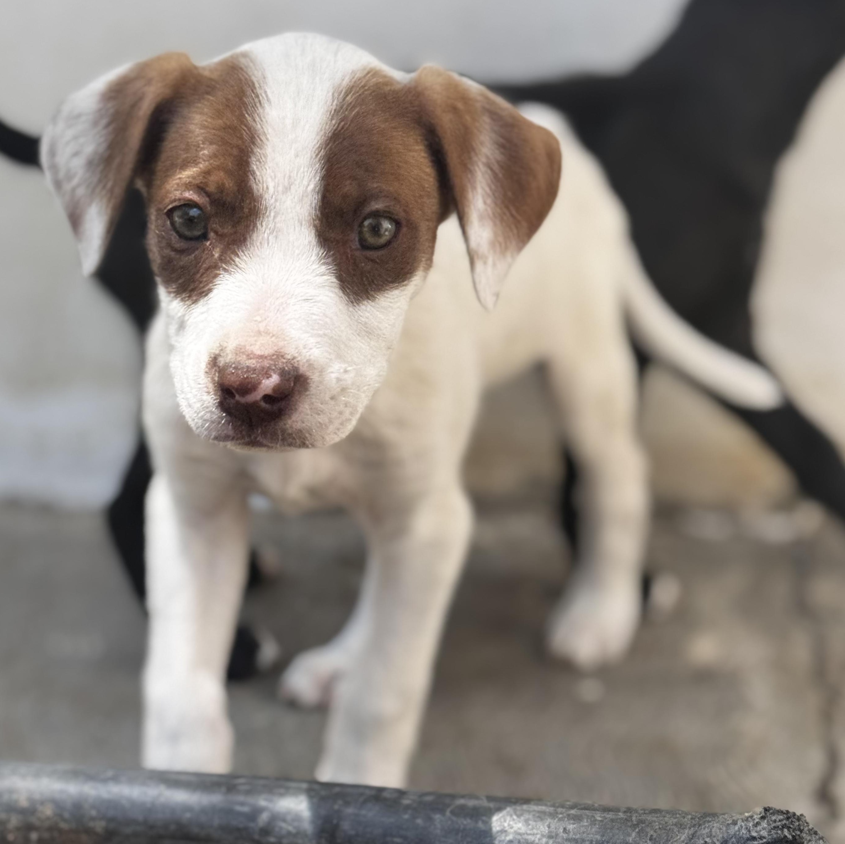 Phoebe, an adopted mixed breed in Manvel, TX image 4/6