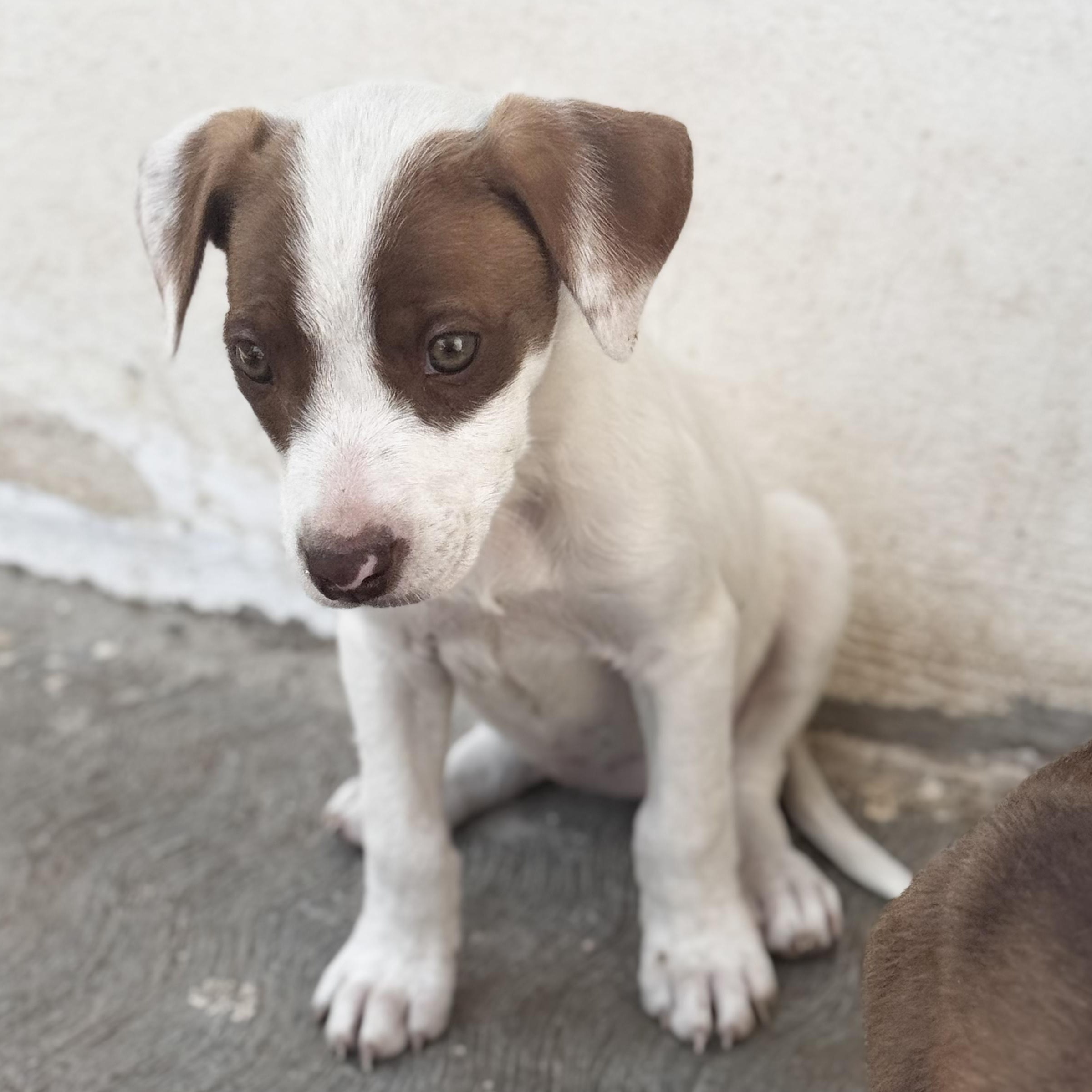 Phoebe, an adopted mixed breed in Manvel, TX image 5/6
