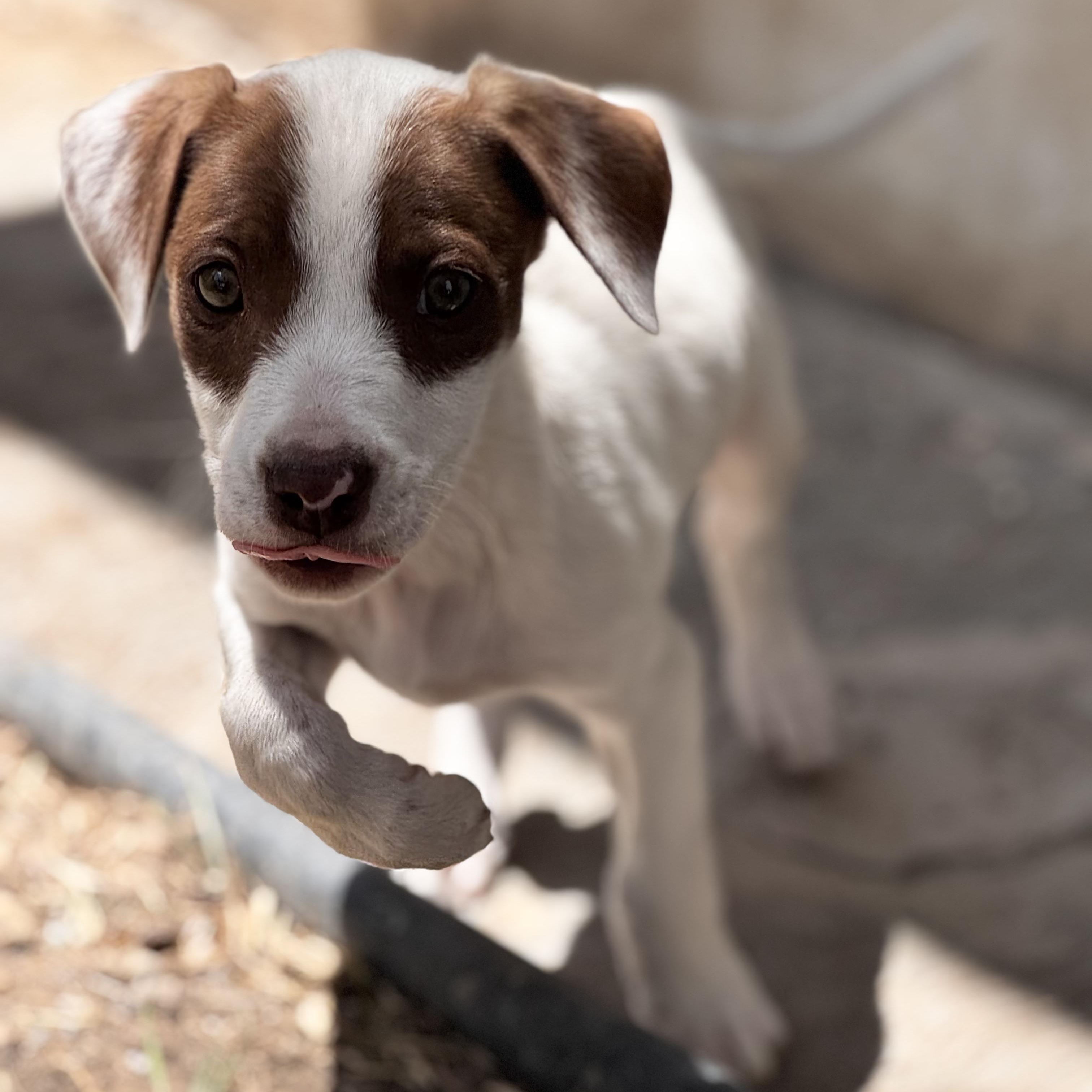 Phoebe, an adopted mixed breed in Manvel, TX image 2/6