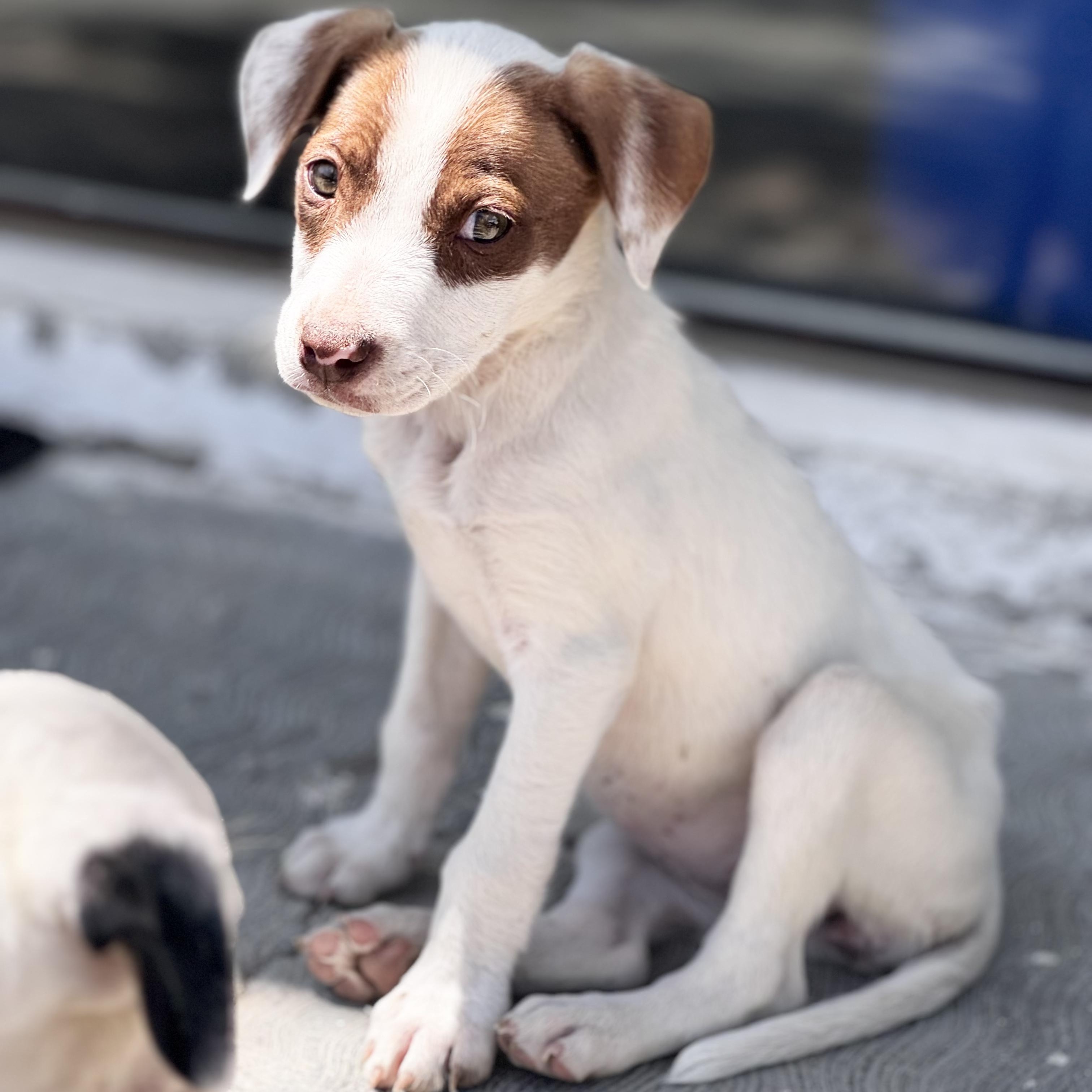 Phoebe, adopted, Puppy Female Jack Russell Terrier & Pit Bull Terrier.