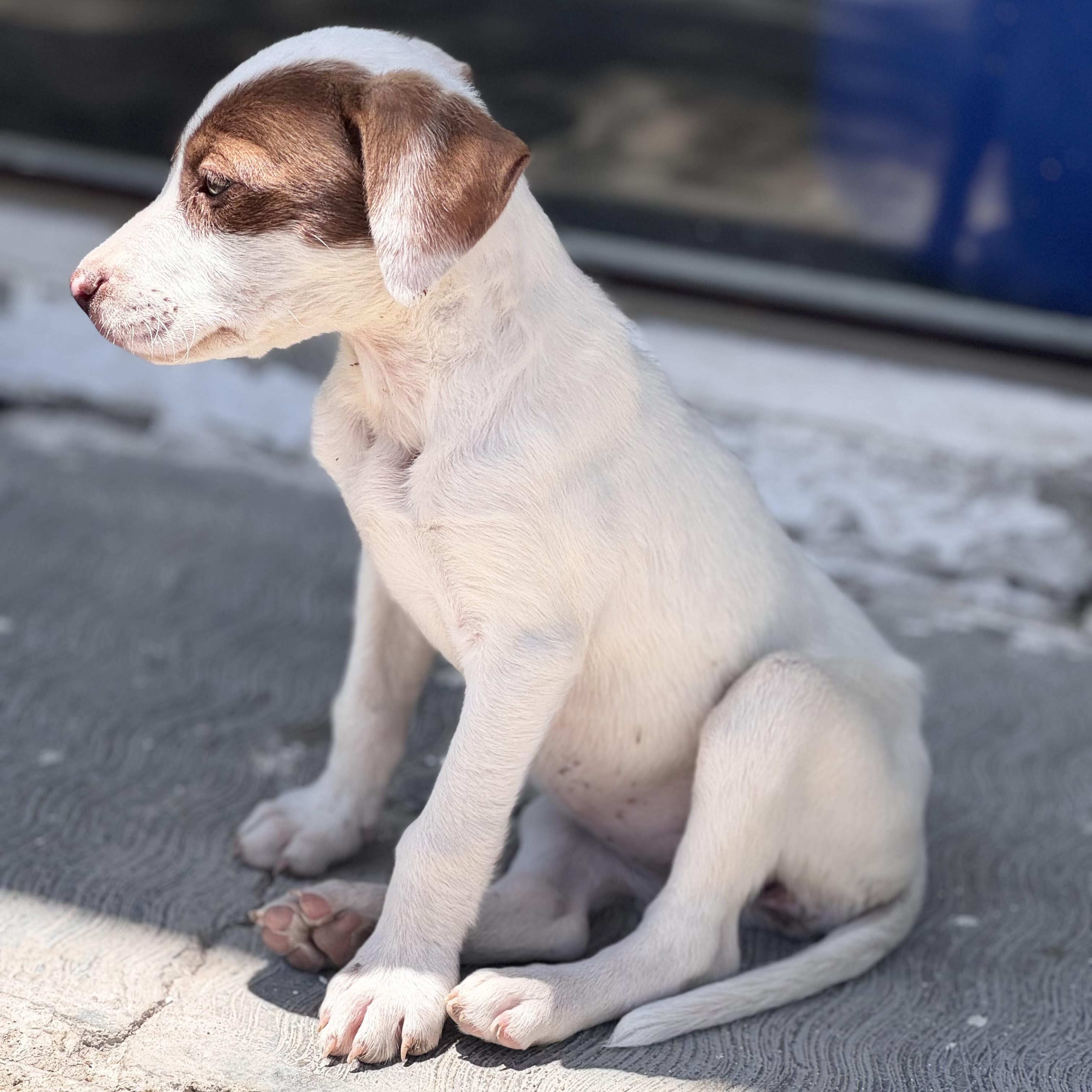 Phoebe, an adopted mixed breed in Manvel, TX image 6/6