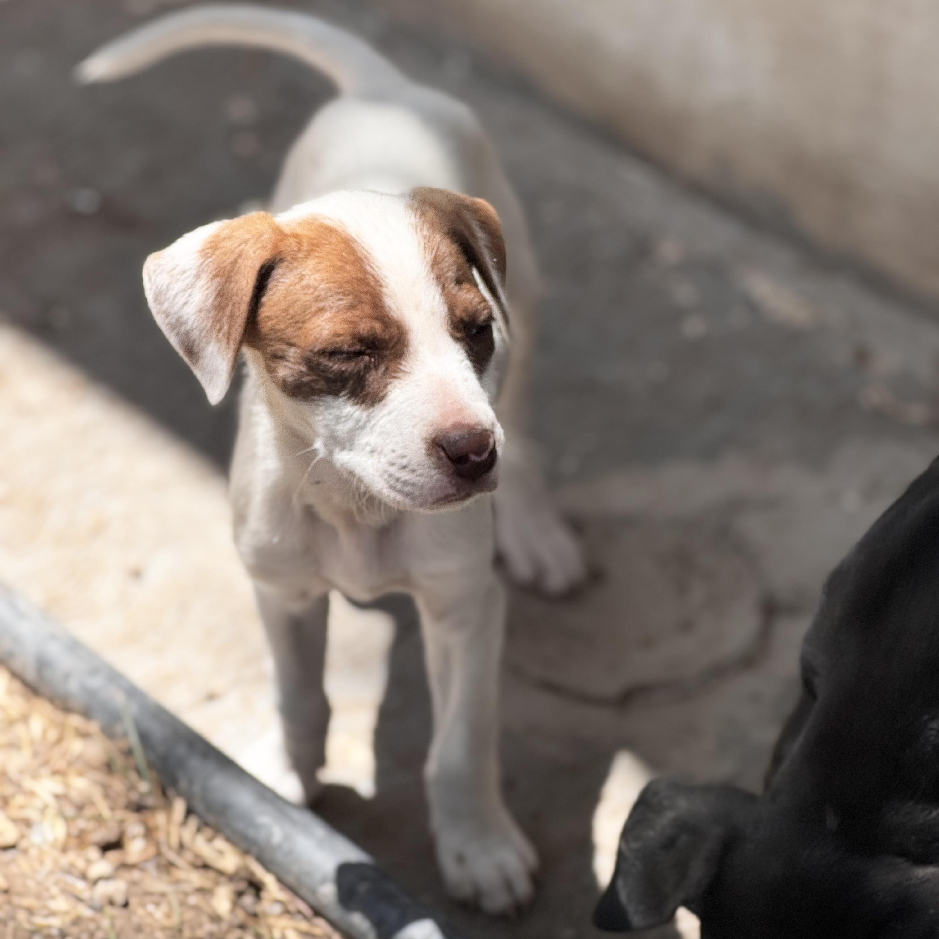 Phoebe, an adopted mixed breed in Manvel, TX image 3/6