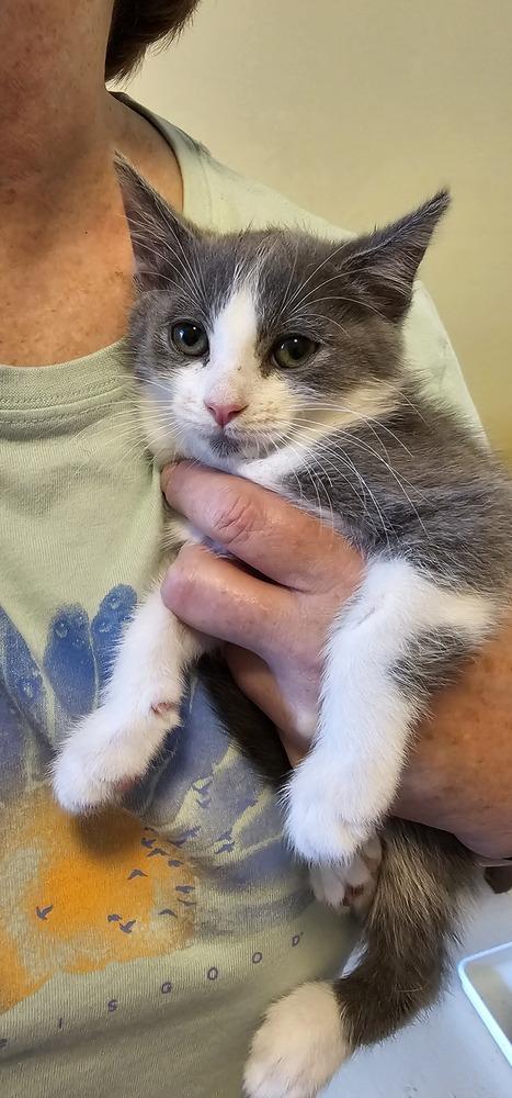 Eenie, a Adoptable mixed breed in Powder Springs, GA image 1/2