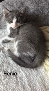 Eenie, a Adoptable mixed breed in Powder Springs, GA image 2/2