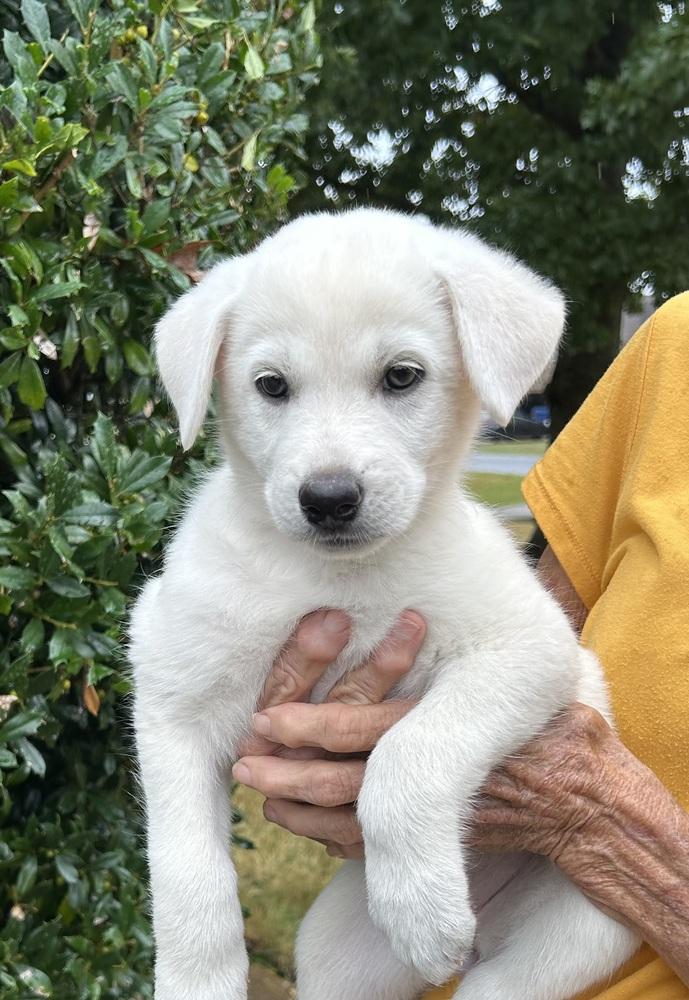 Sapphire - Gemstone Litter, Adoptable, Puppy Female Great Pyrenees.