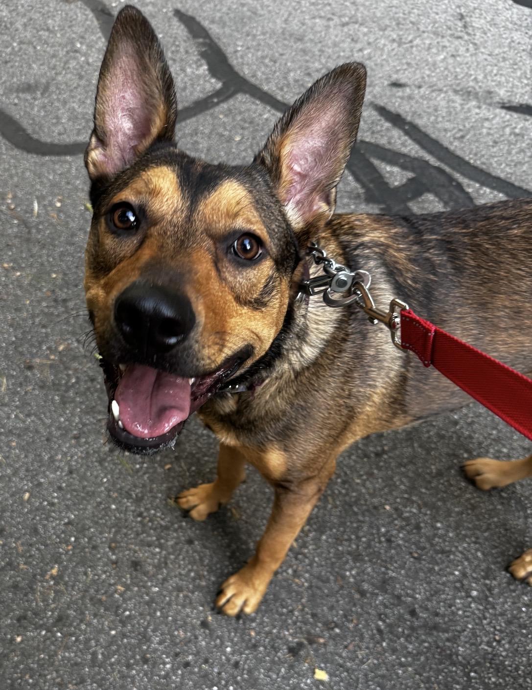 Enlarge Trinity, a Adoptable mixed breed in Pelham, NH image 4/6