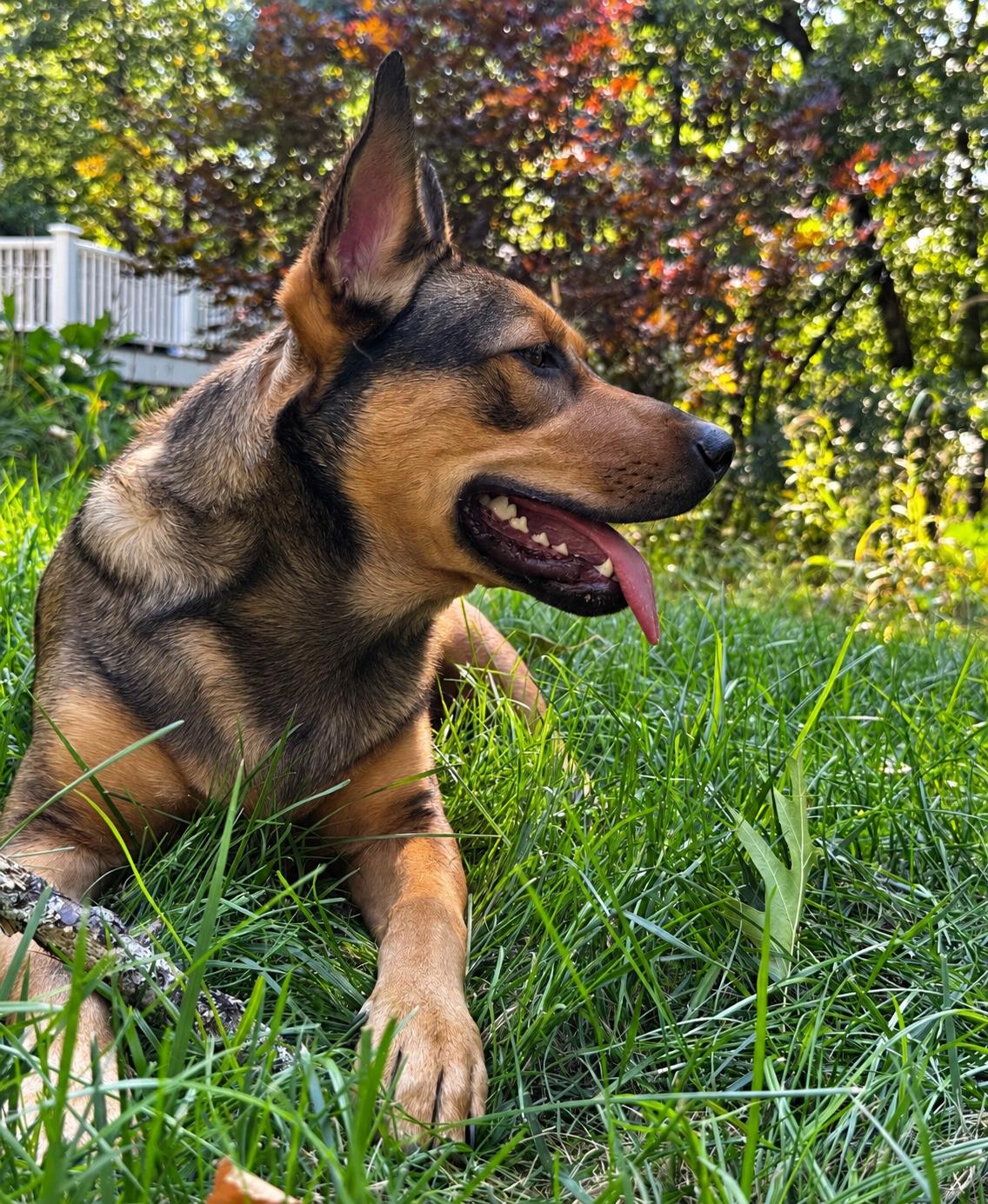 Enlarge Trinity, a Adoptable mixed breed in Pelham, NH image 3/6