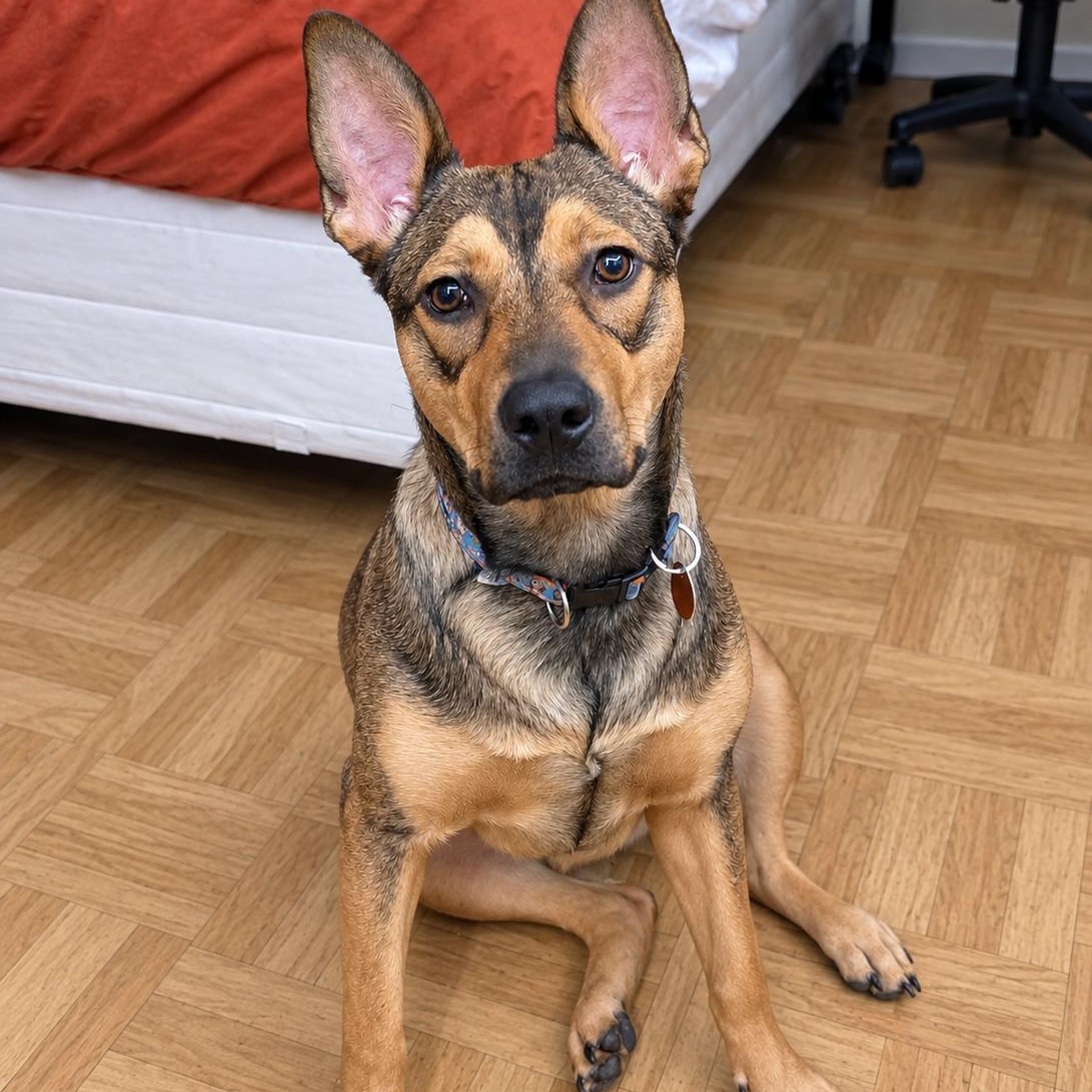 Enlarge Trinity, a Adoptable mixed breed in Pelham, NH image 6/6