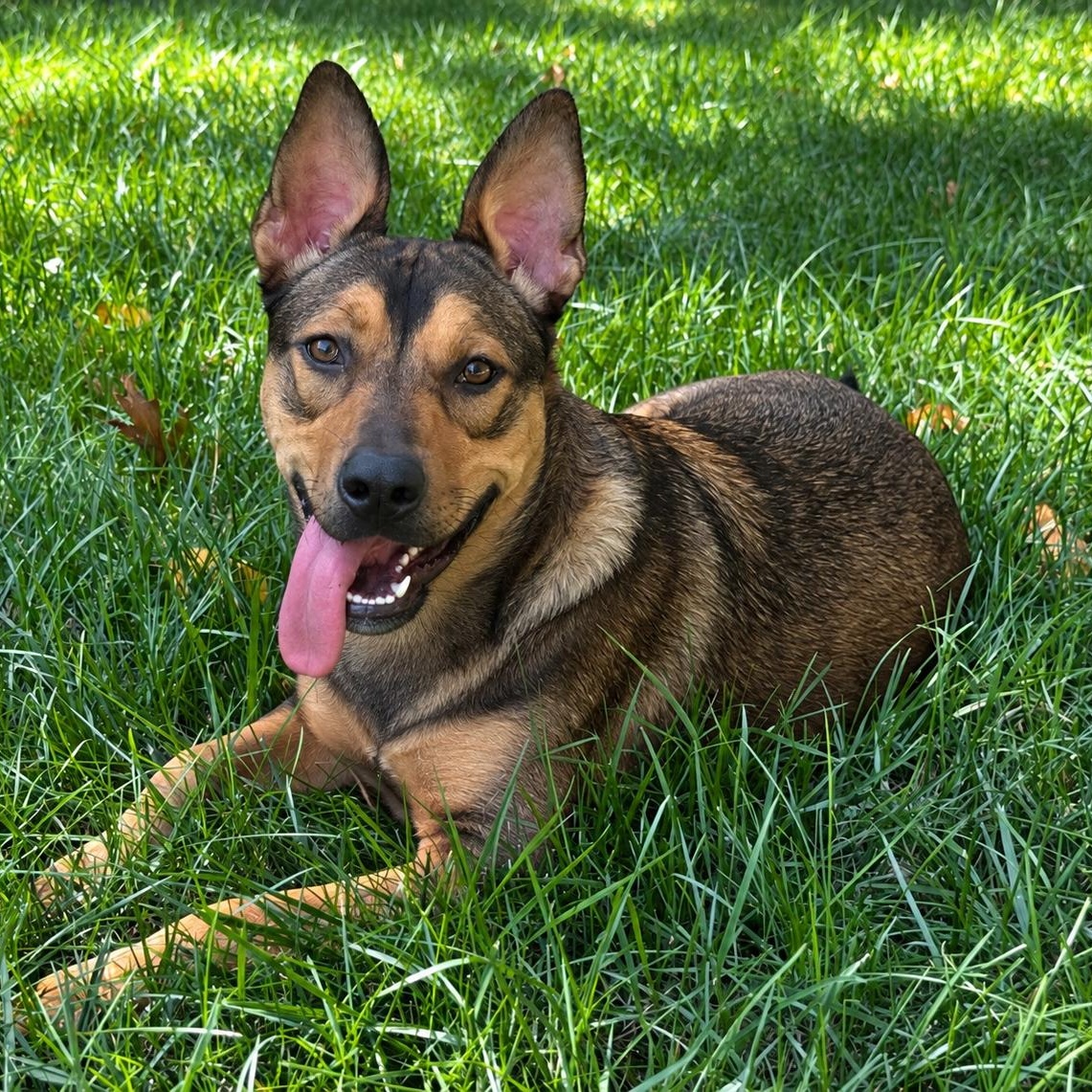 Enlarge Trinity, a Adoptable mixed breed in Pelham, NH image 1/6
