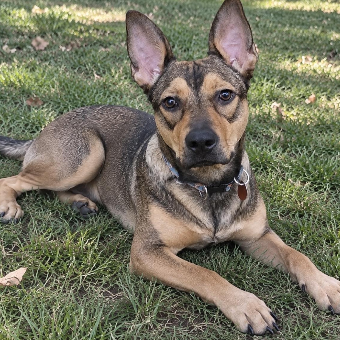 Enlarge Trinity, a Adoptable mixed breed in Pelham, NH image 5/6