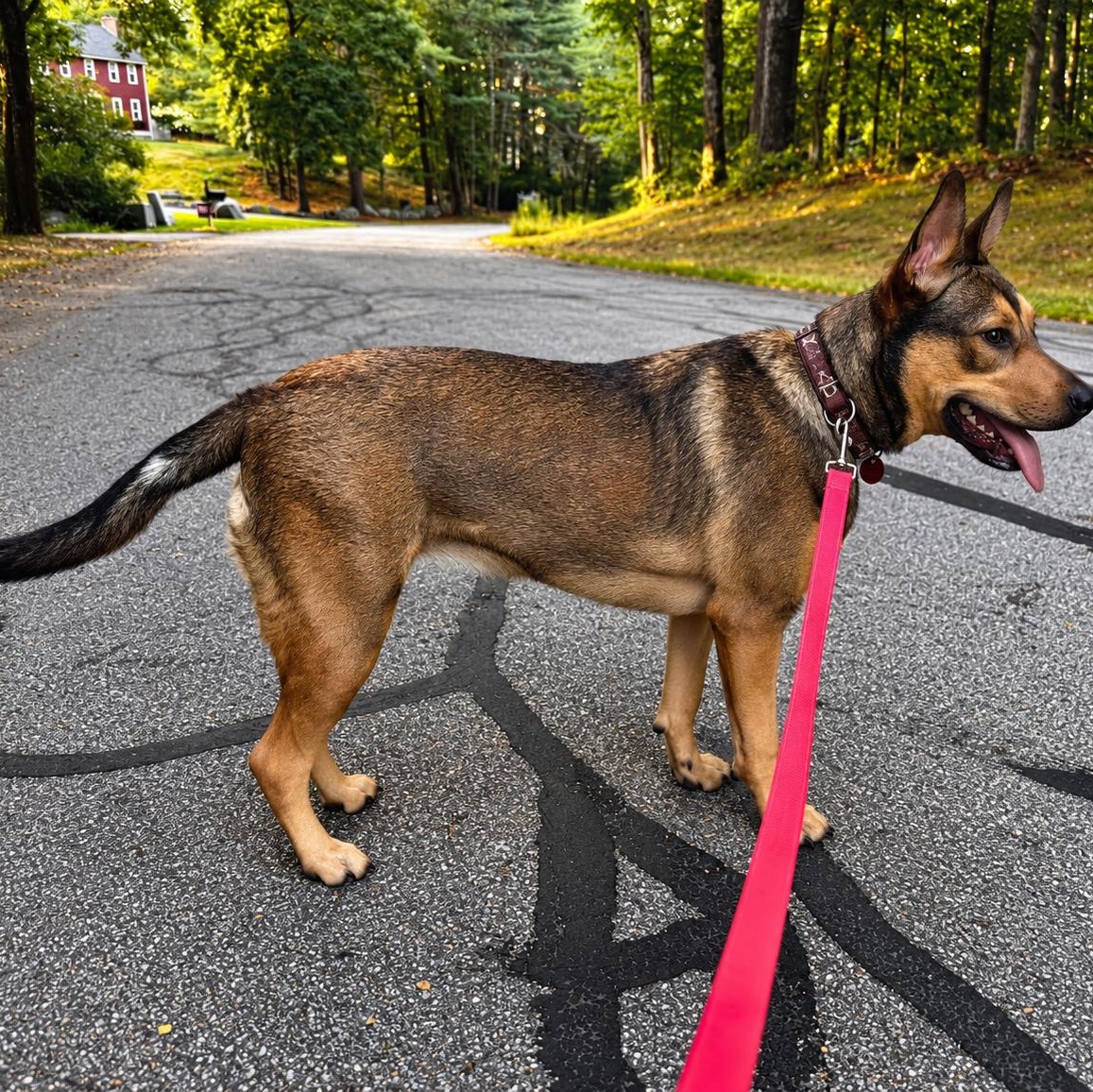Enlarge Trinity, a Adoptable mixed breed in Pelham, NH image 2/6