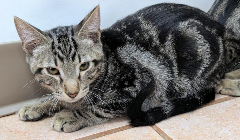 Windsor, Adoptable, Kitten Male Domestic Short Hair.