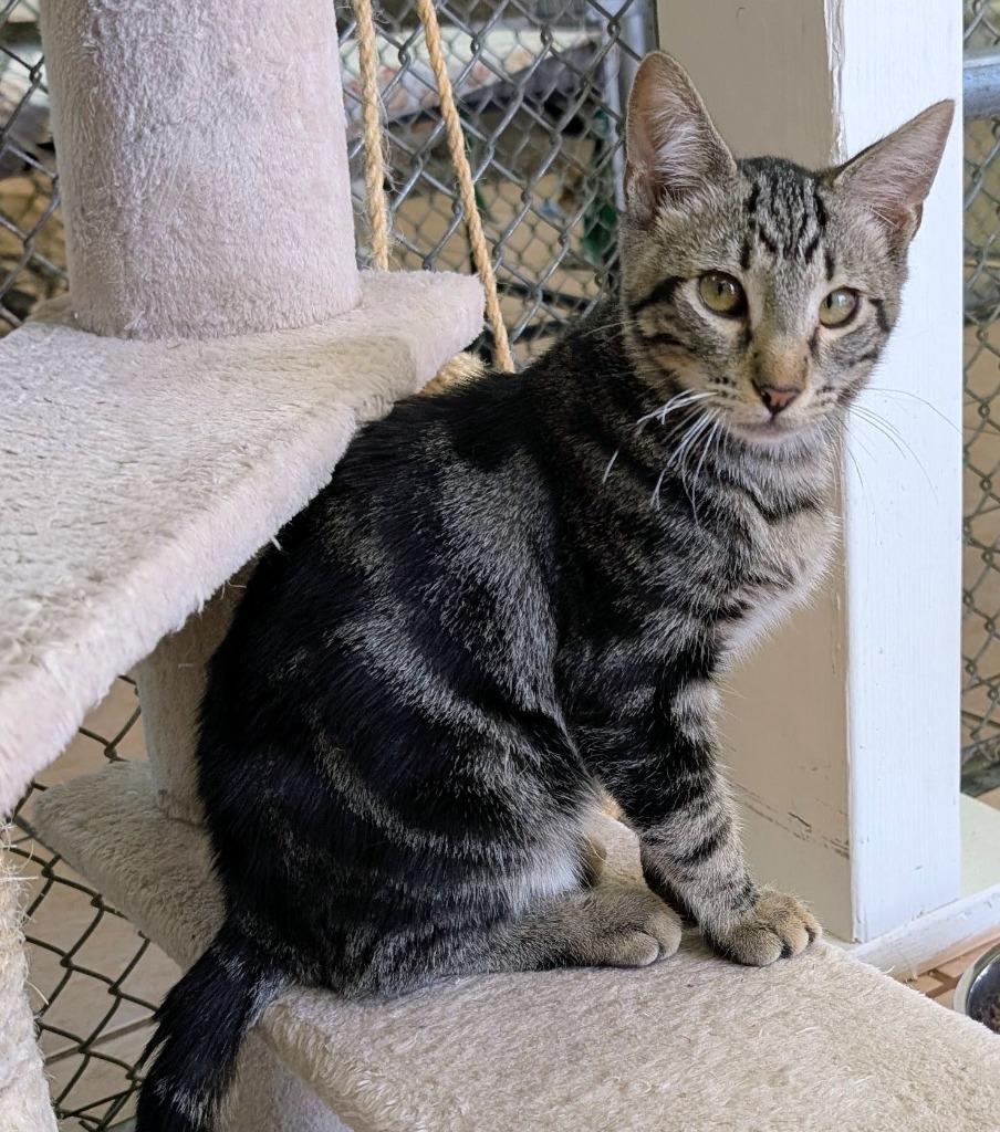 Windsor, a Adoptable mixed breed in Peoria, AZ image 2/3