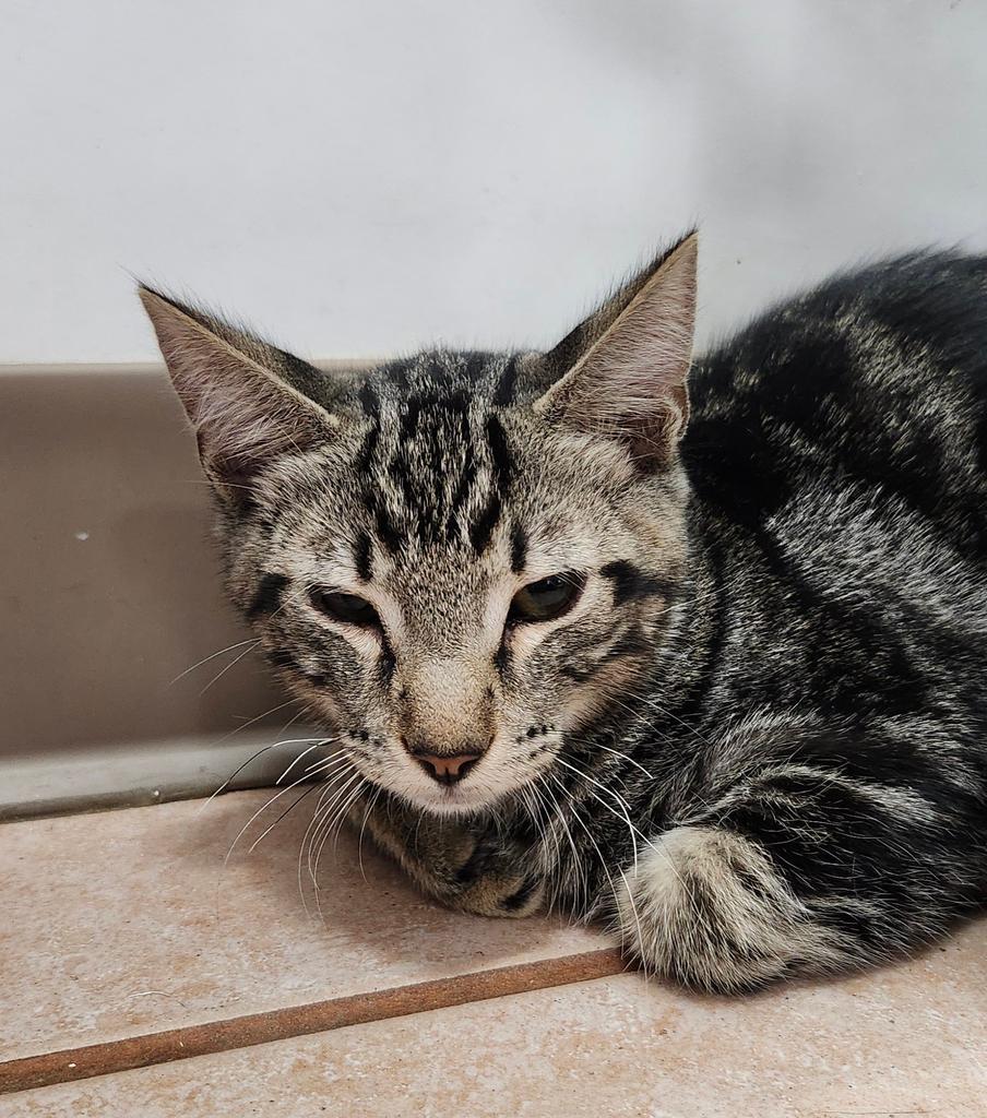 Enlarge Windsor, a Adoptable mixed breed in Peoria, AZ image 2/2