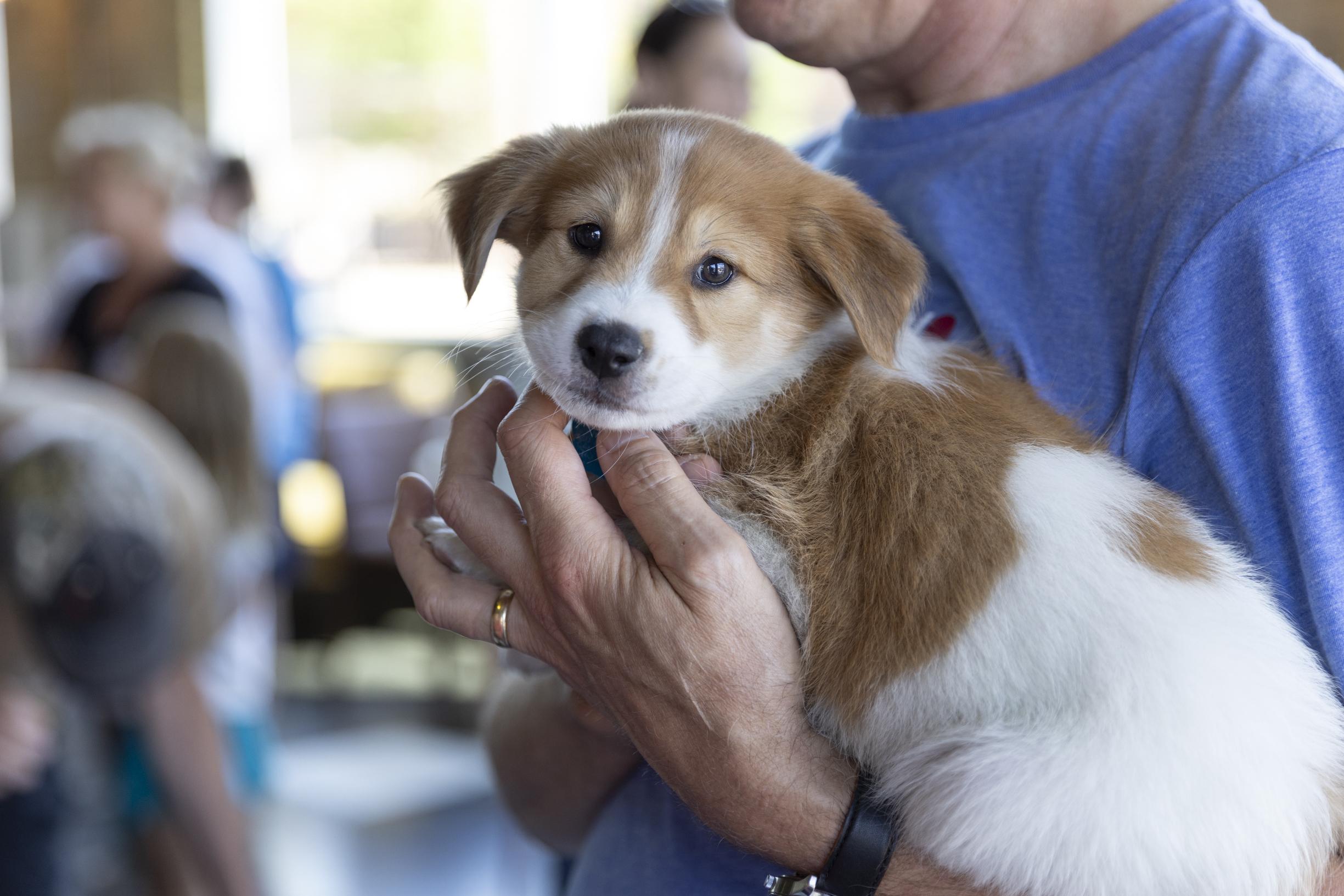 Enlarge Carson, an adoptable mixed breed in Minneapolis, MN image 3/6