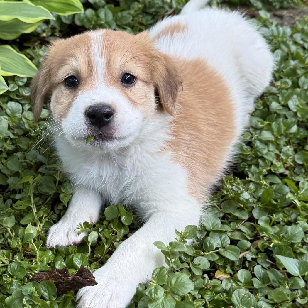 Enlarge Carson, an adoptable mixed breed in Minneapolis, MN image 1/6