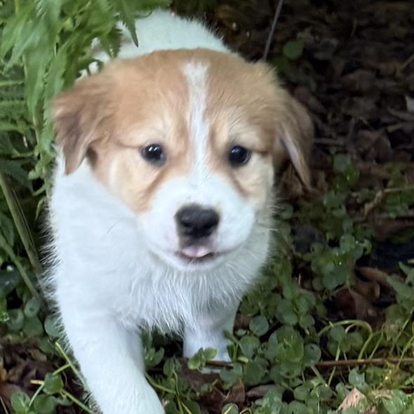Enlarge Carson, an adoptable mixed breed in Minneapolis, MN image 6/6