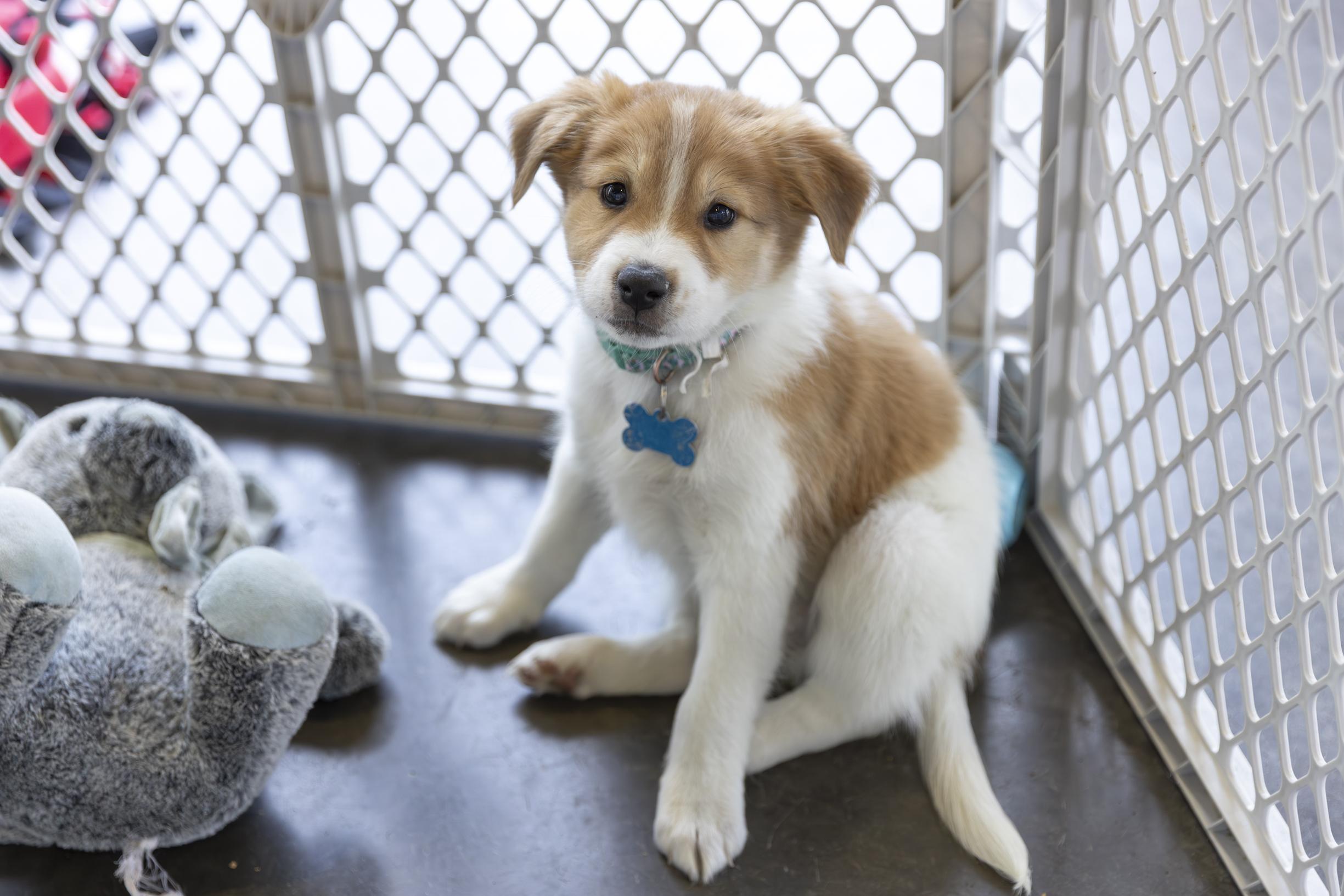 Enlarge Carson, an adoptable mixed breed in Minneapolis, MN image 2/6