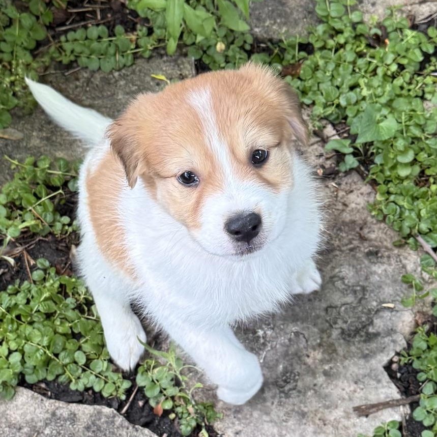 Enlarge Carson, an adoptable mixed breed in Minneapolis, MN image 5/6