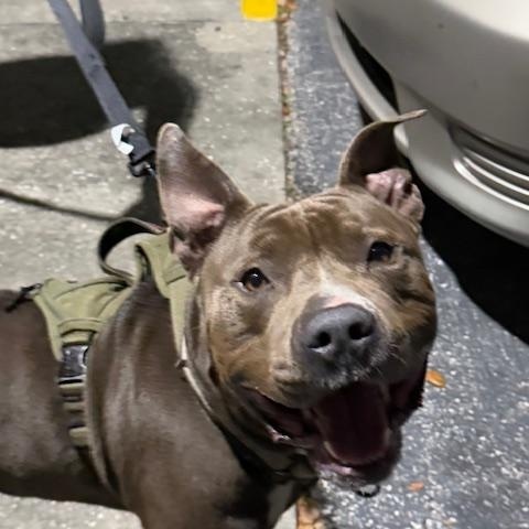 Zeus, Adopted, Adult Male American Bully & American Staffordshire Terrier.