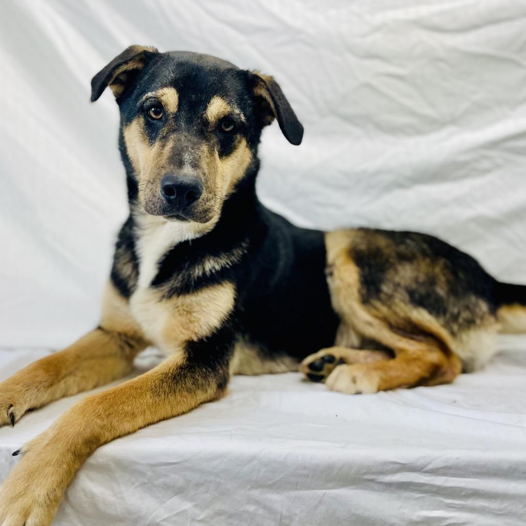 Phil, Adoptable, Adult Male Australian Shepherd.