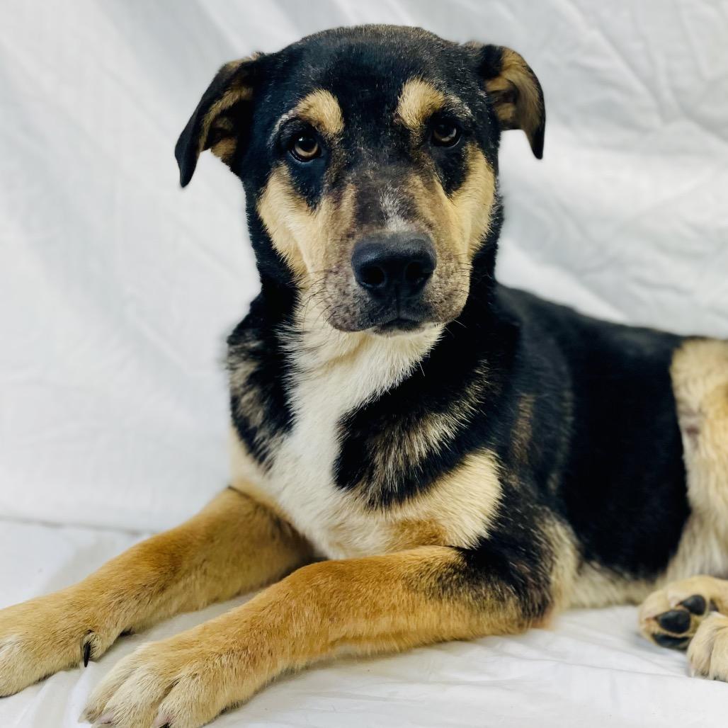Enlarge Phil, a Adoptable mixed breed in Lebanon, MO image 2/4
