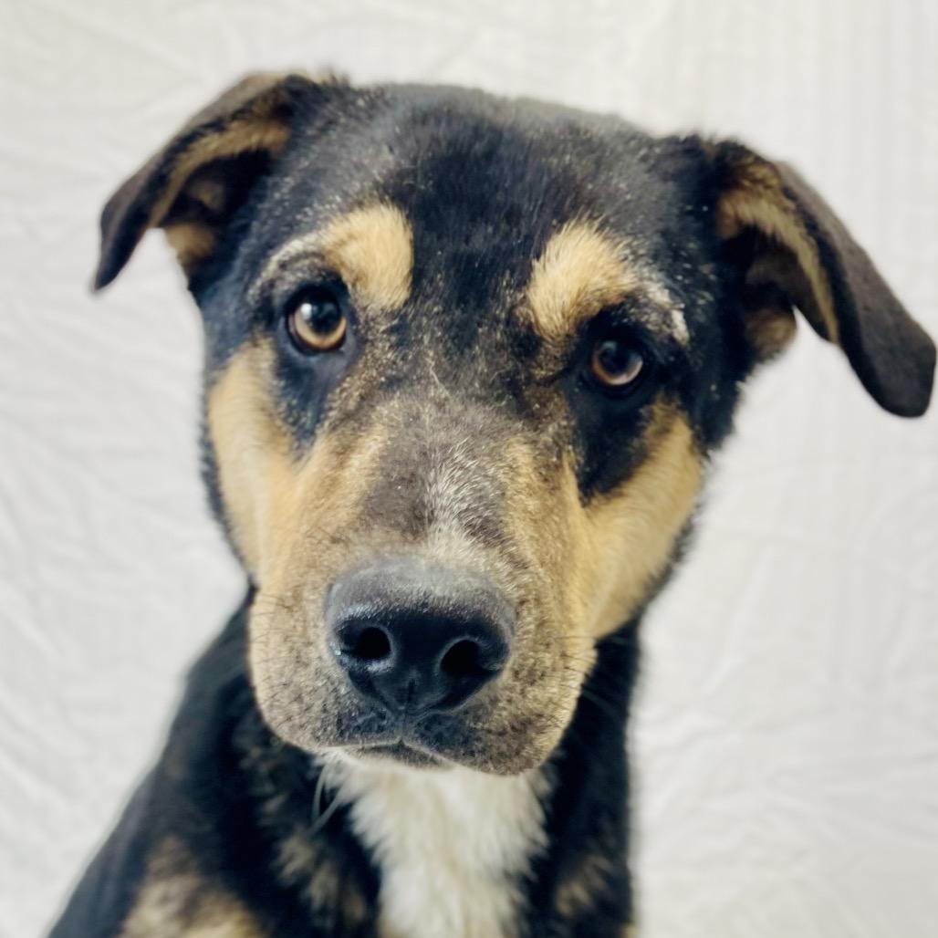 Enlarge Phil, a Adoptable mixed breed in Lebanon, MO image 3/4