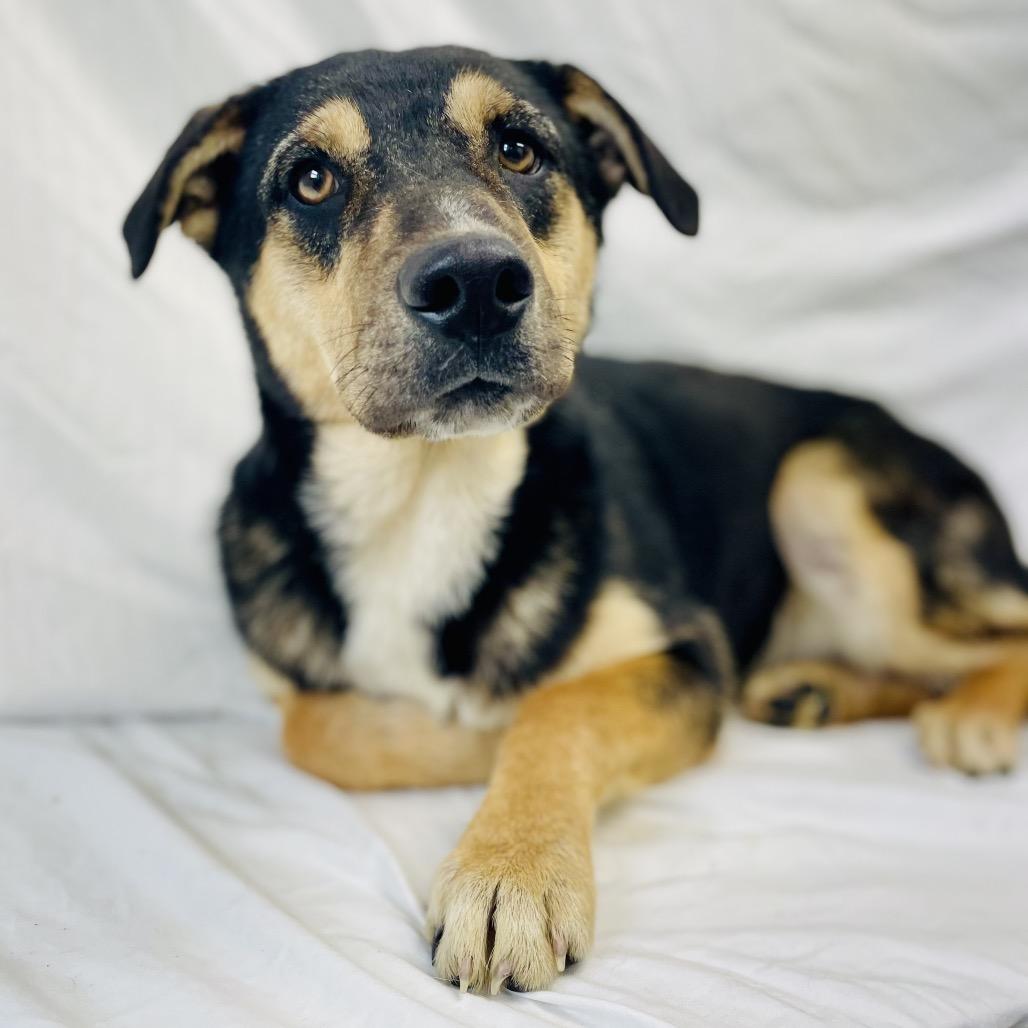 Enlarge Phil, a Adoptable mixed breed in Lebanon, MO image 4/4