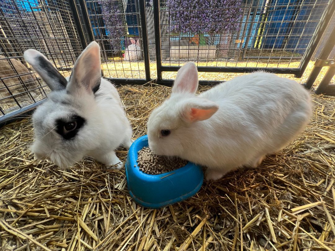 Enlarge Blanca and Mick Jagger, a Adoptable mixed breed in Bishopville, SC image 2/4