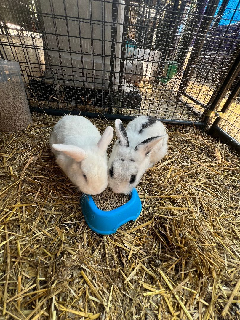 Enlarge Blanca and Mick Jagger, a Adoptable mixed breed in Bishopville, SC image 4/4