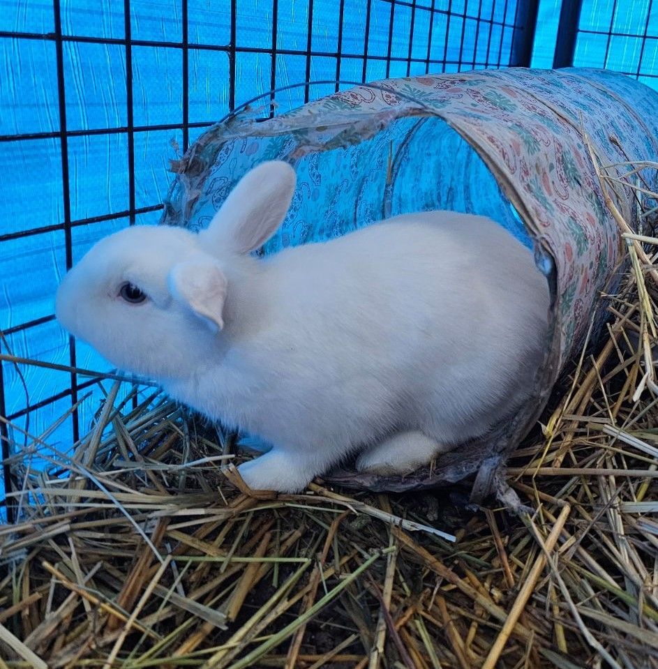 Blanca and Mick Jagger, Adoptable, Adult Female Hotot.