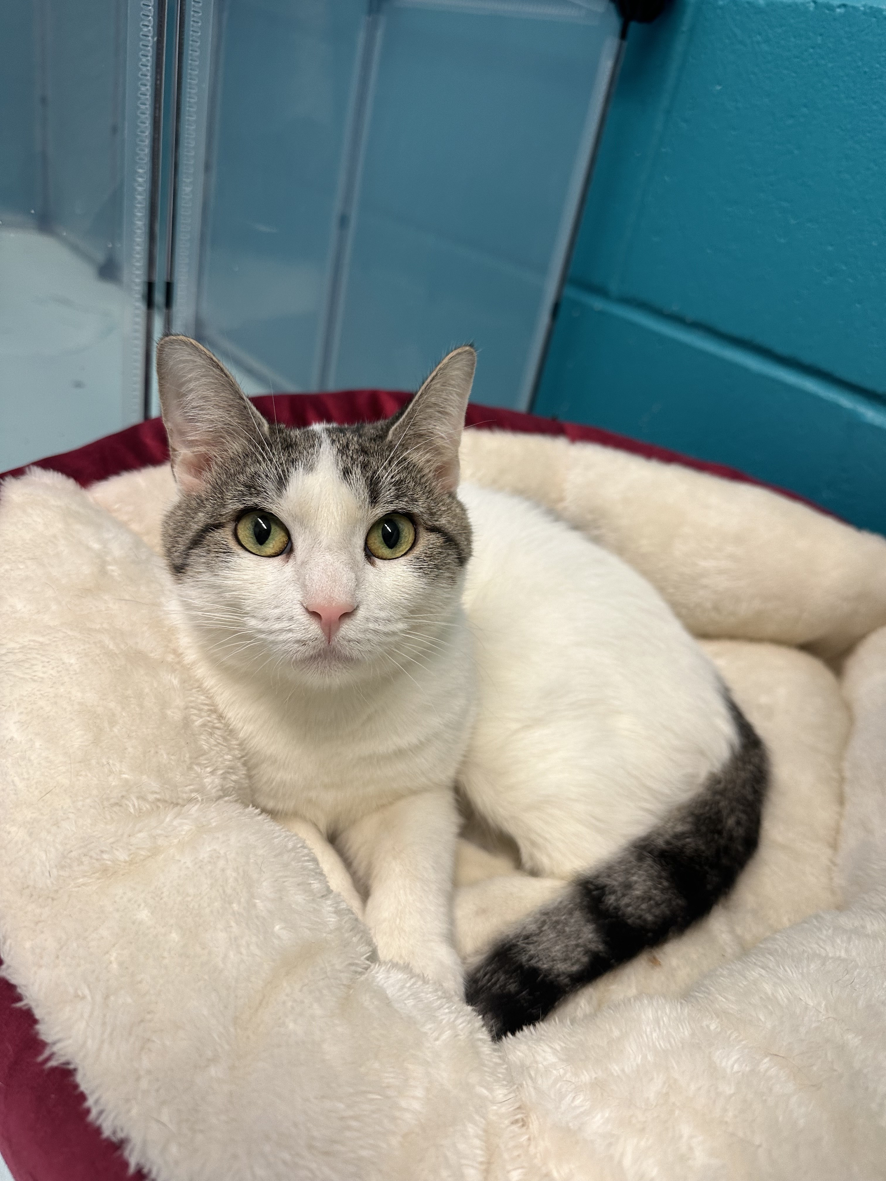 Enlarge Shilo, a Adopted Domestic Short Hair in Indianapolis, IN image 1/6