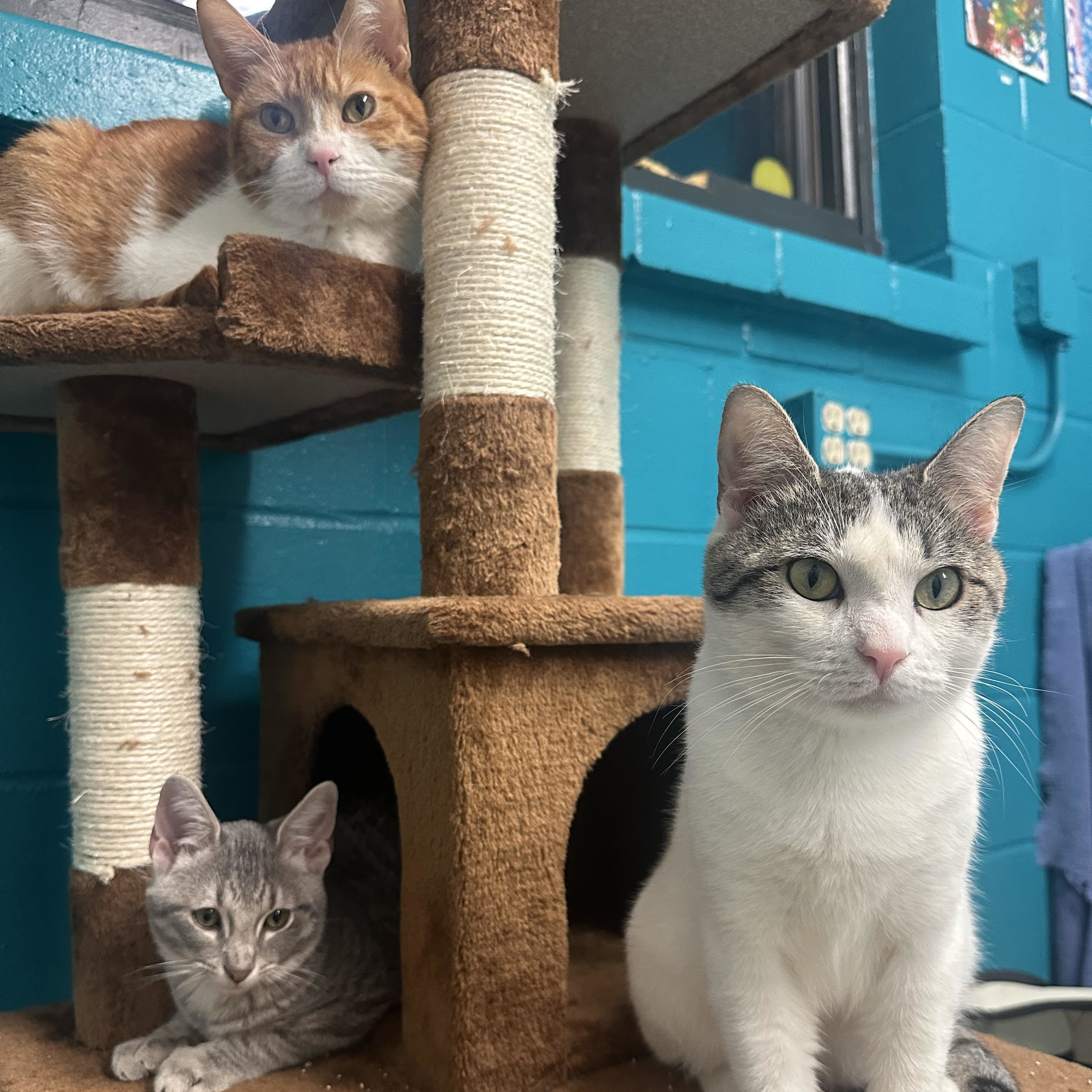 Enlarge Shilo, a Adopted Domestic Short Hair in Indianapolis, IN image 2/6