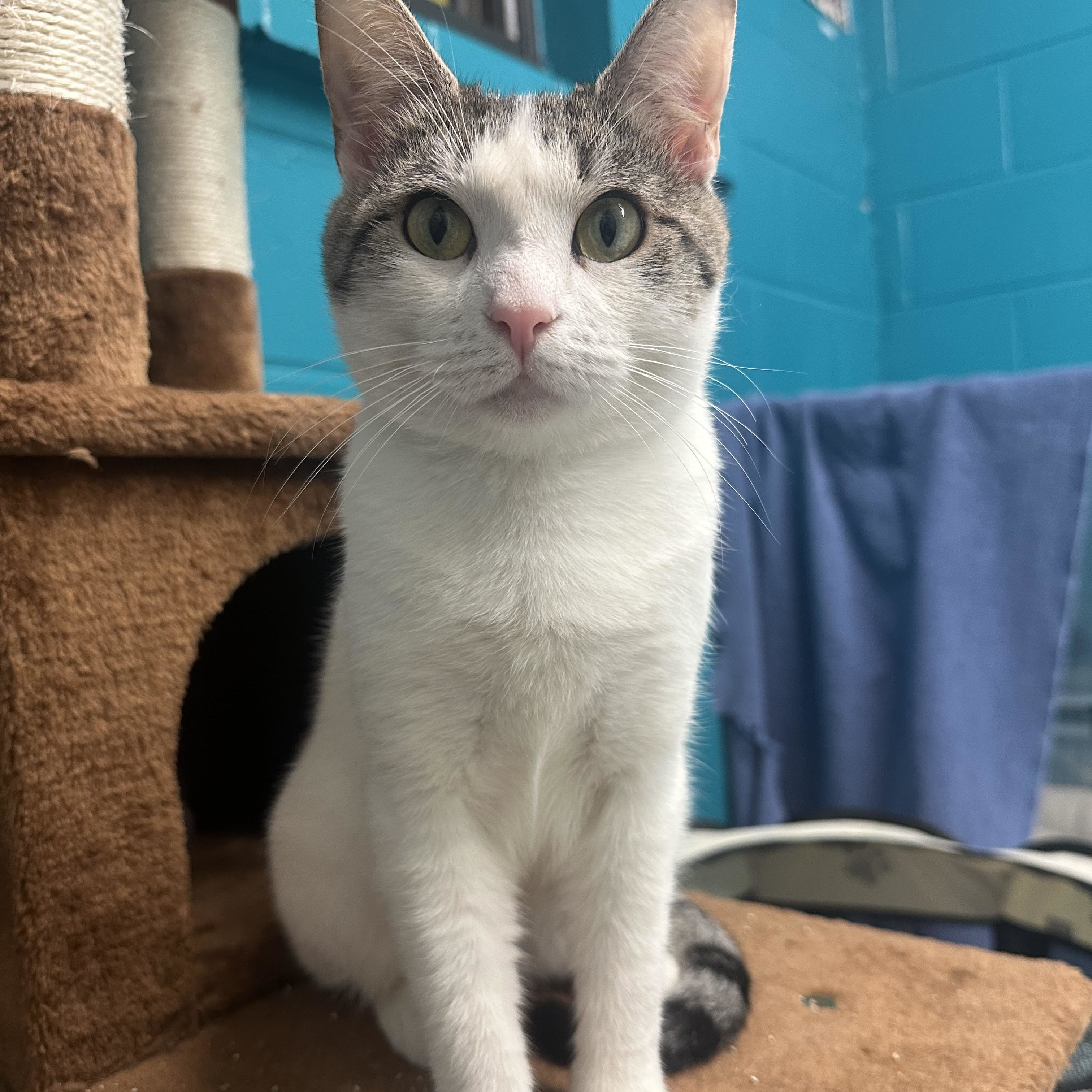 Enlarge Shilo, a Adopted Domestic Short Hair in Indianapolis, IN image 3/6