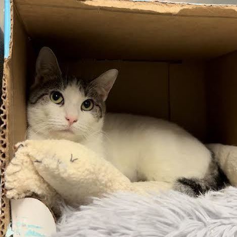 Enlarge Shilo, a Adopted Domestic Short Hair in Indianapolis, IN image 4/6