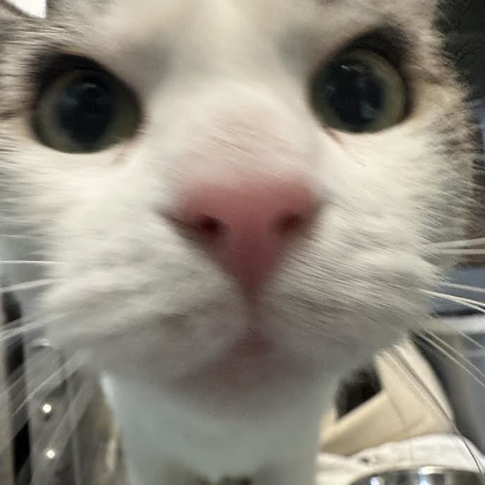 Enlarge Shilo, a Adopted Domestic Short Hair in Indianapolis, IN image 6/6