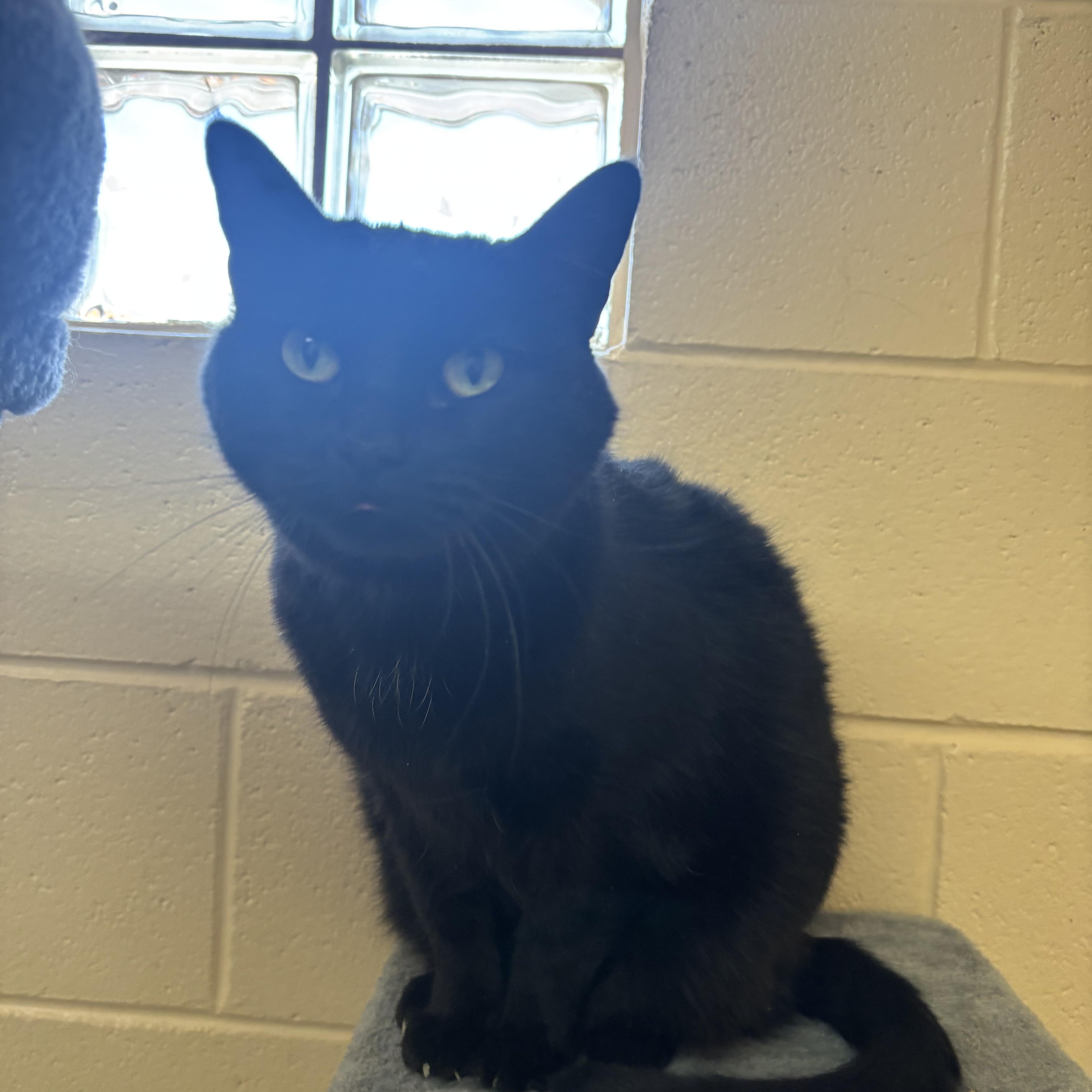 Lulu, a ADOPTABLE Domestic Short Hair in Washington, UT image 1/2