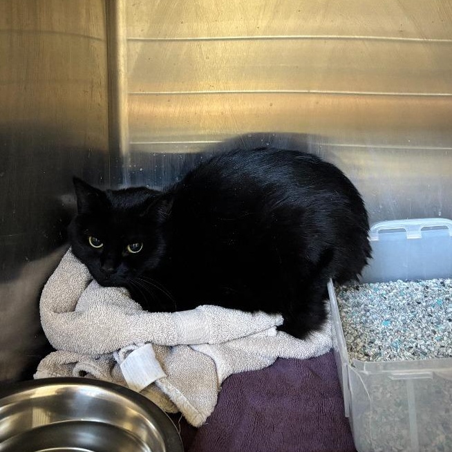Luna, ADOPTABLE, Adult Female Domestic Short Hair.