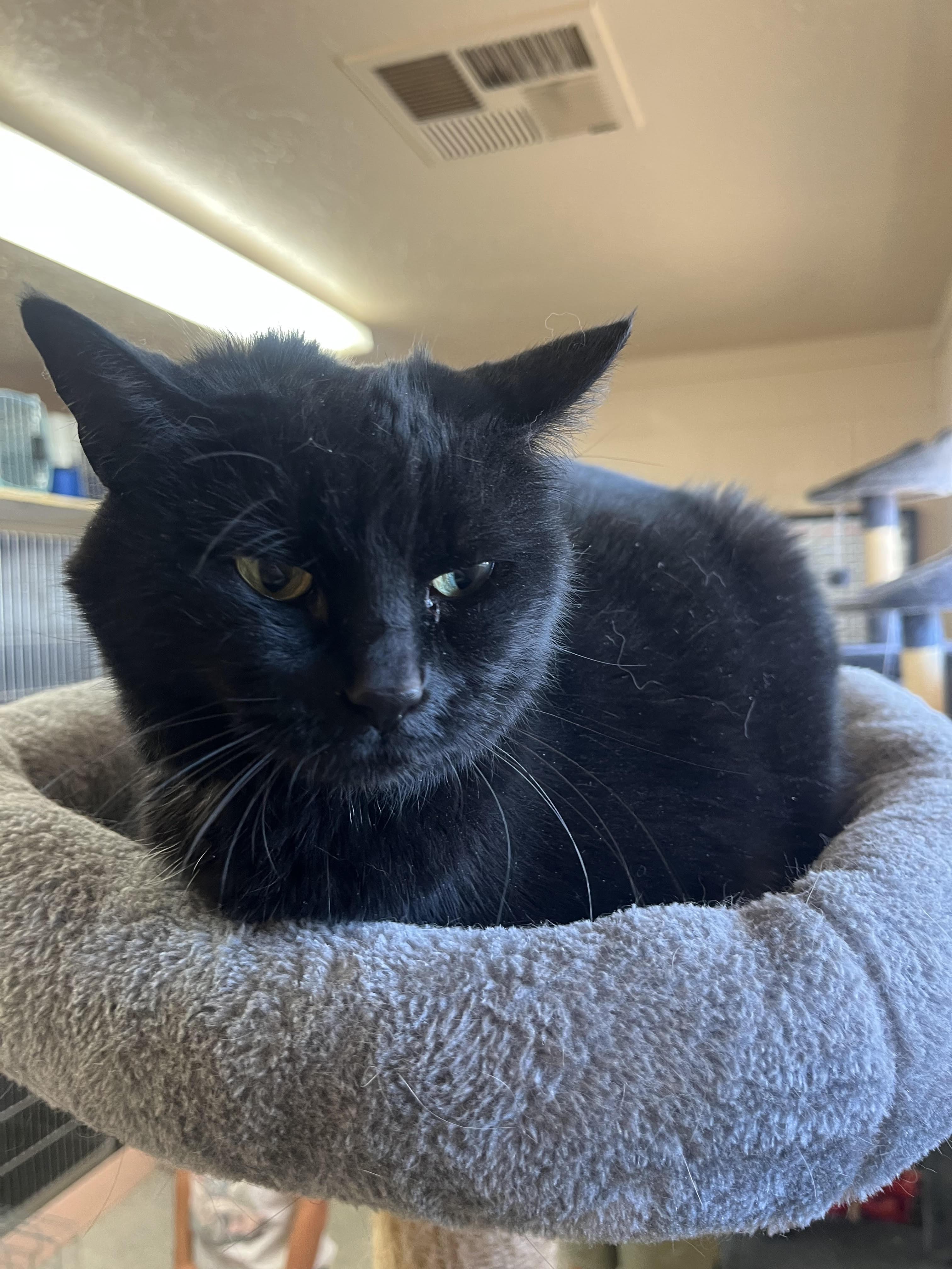 Enlarge Lulu, an adopted Domestic Short Hair in Washington, UT image 1/2