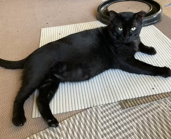 Westwood - Kuykendahl Petsmart