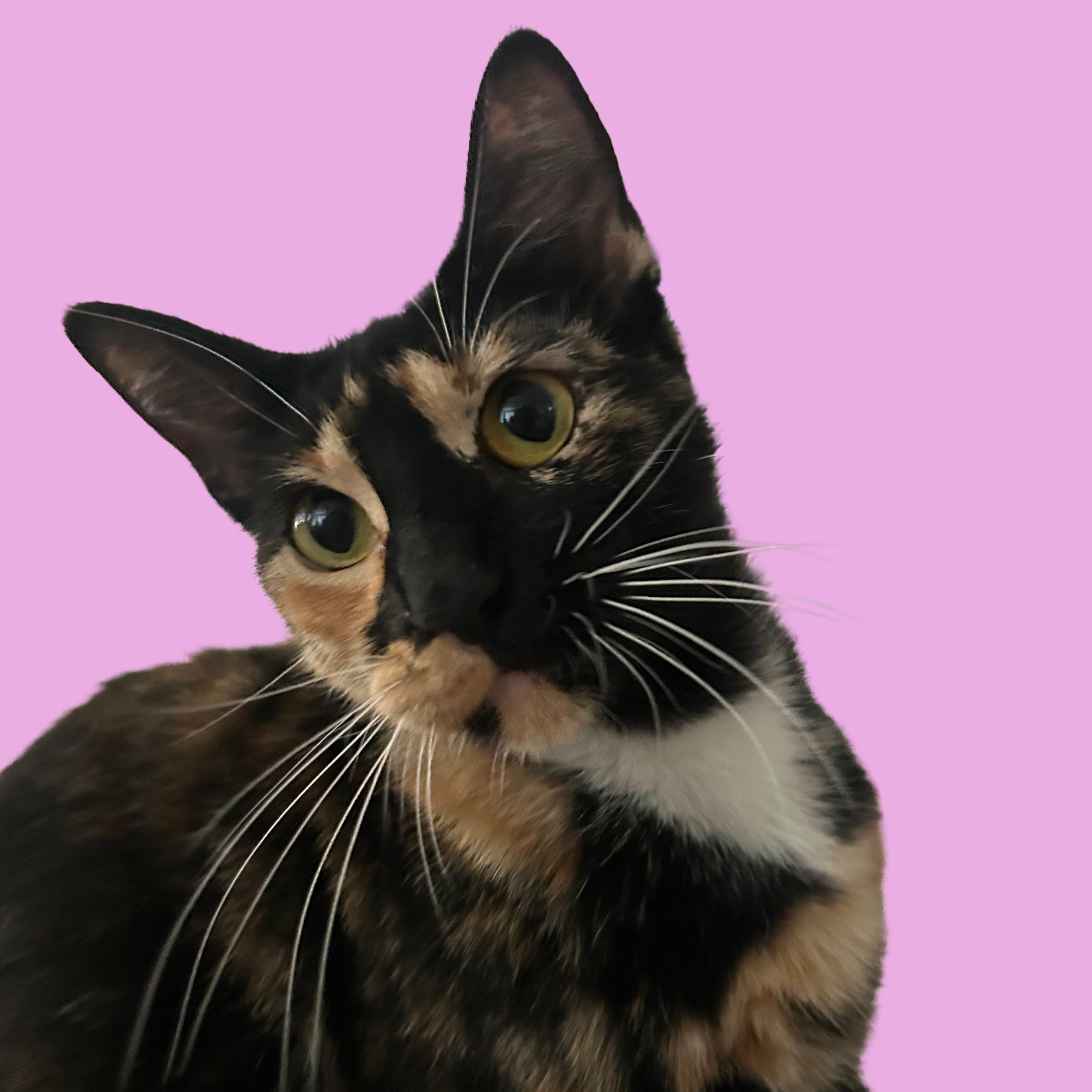Cats for Adoption: Find Your Perfect Feline Friend Today