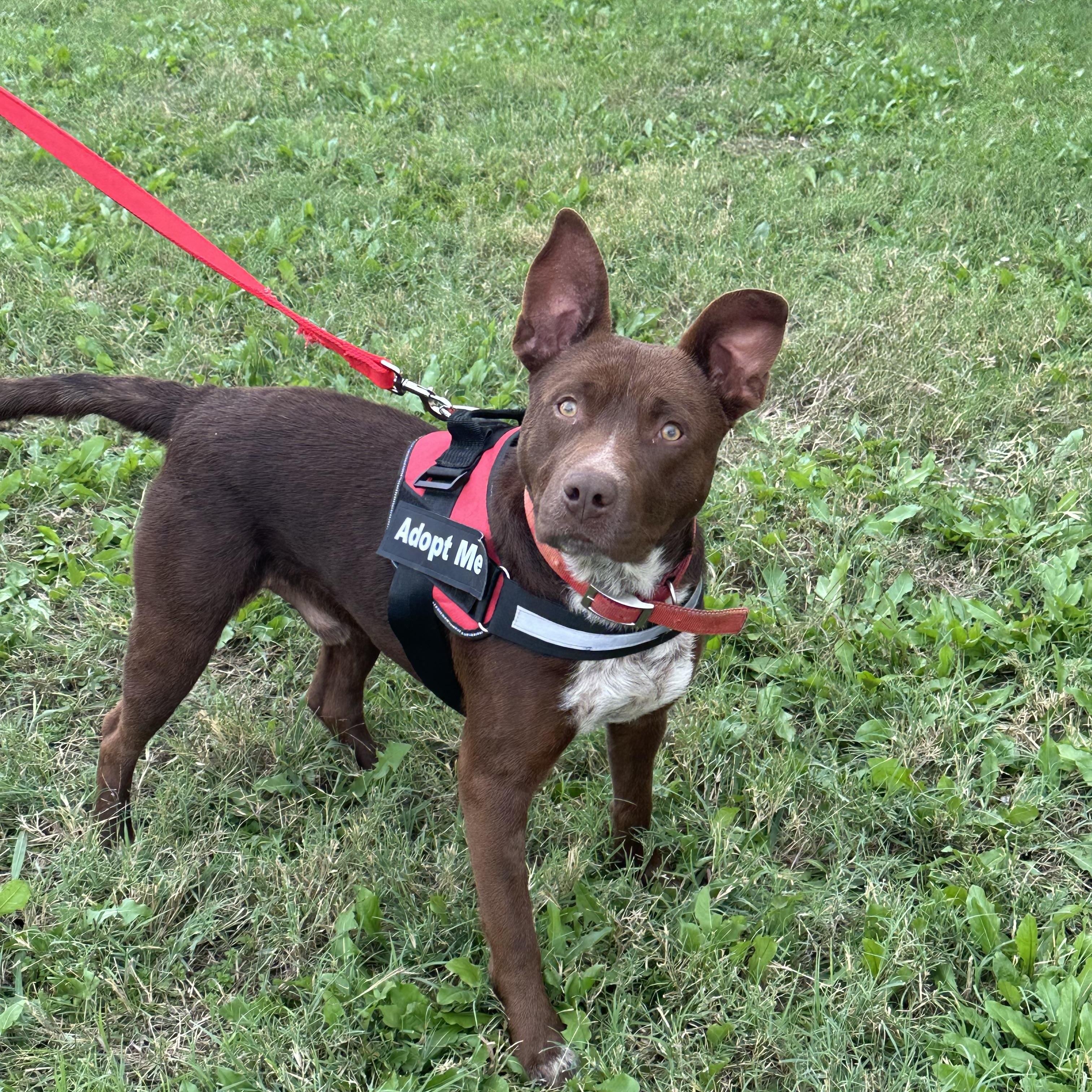 BOSS-Bright Boy, a Adoptable mixed breed in Brattleboro, VT image 1/6