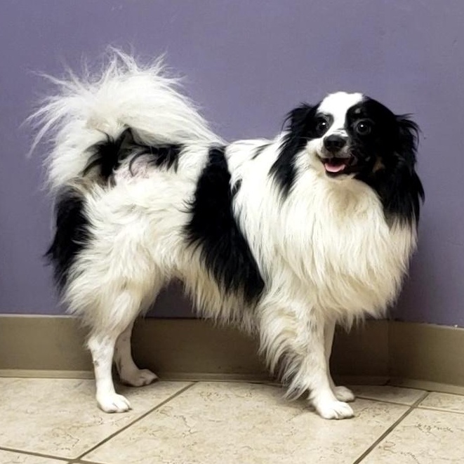 Louie, a ADOPTABLE mixed breed in Olathe, KS image 5/6