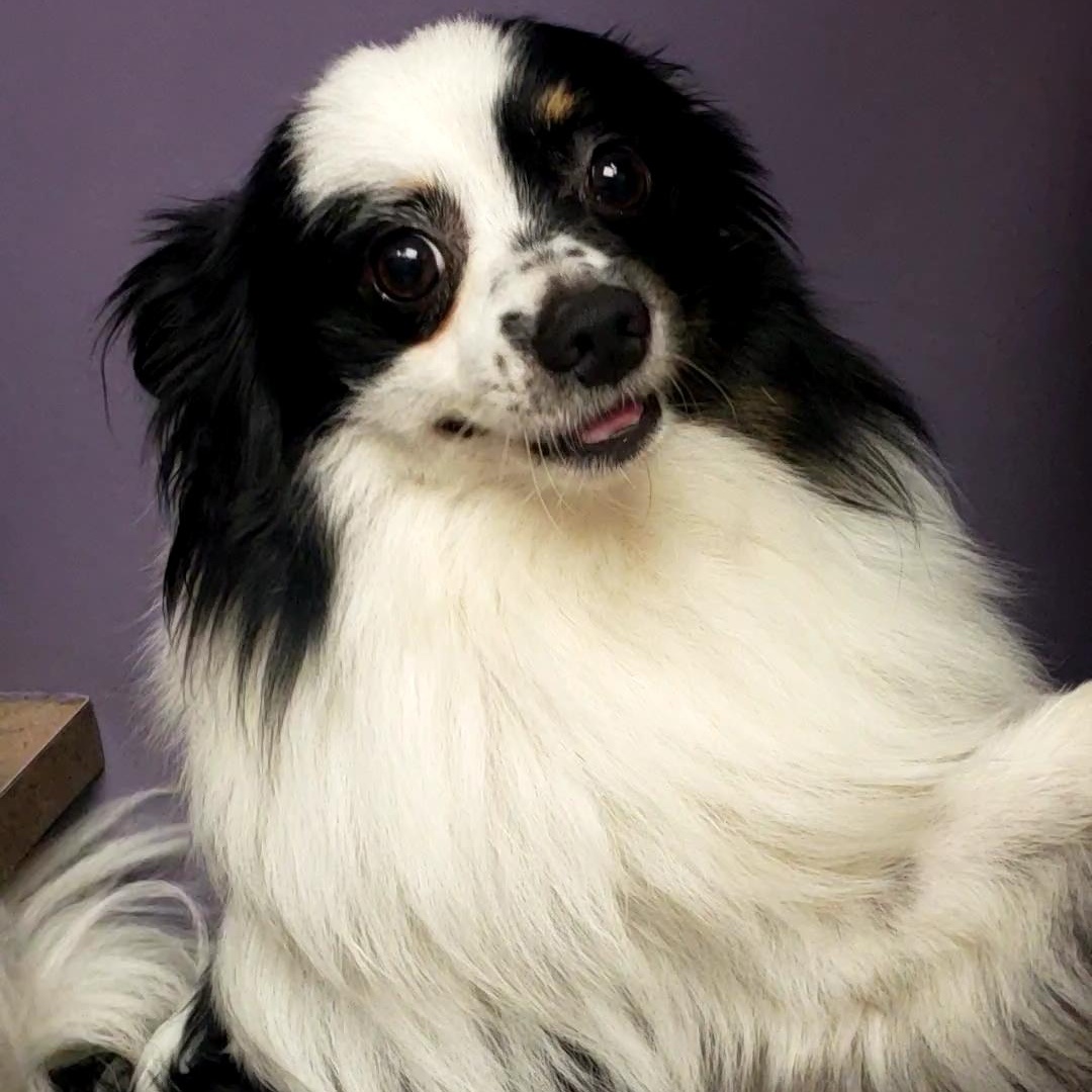 Louie, a ADOPTABLE mixed breed in Olathe, KS image 2/6