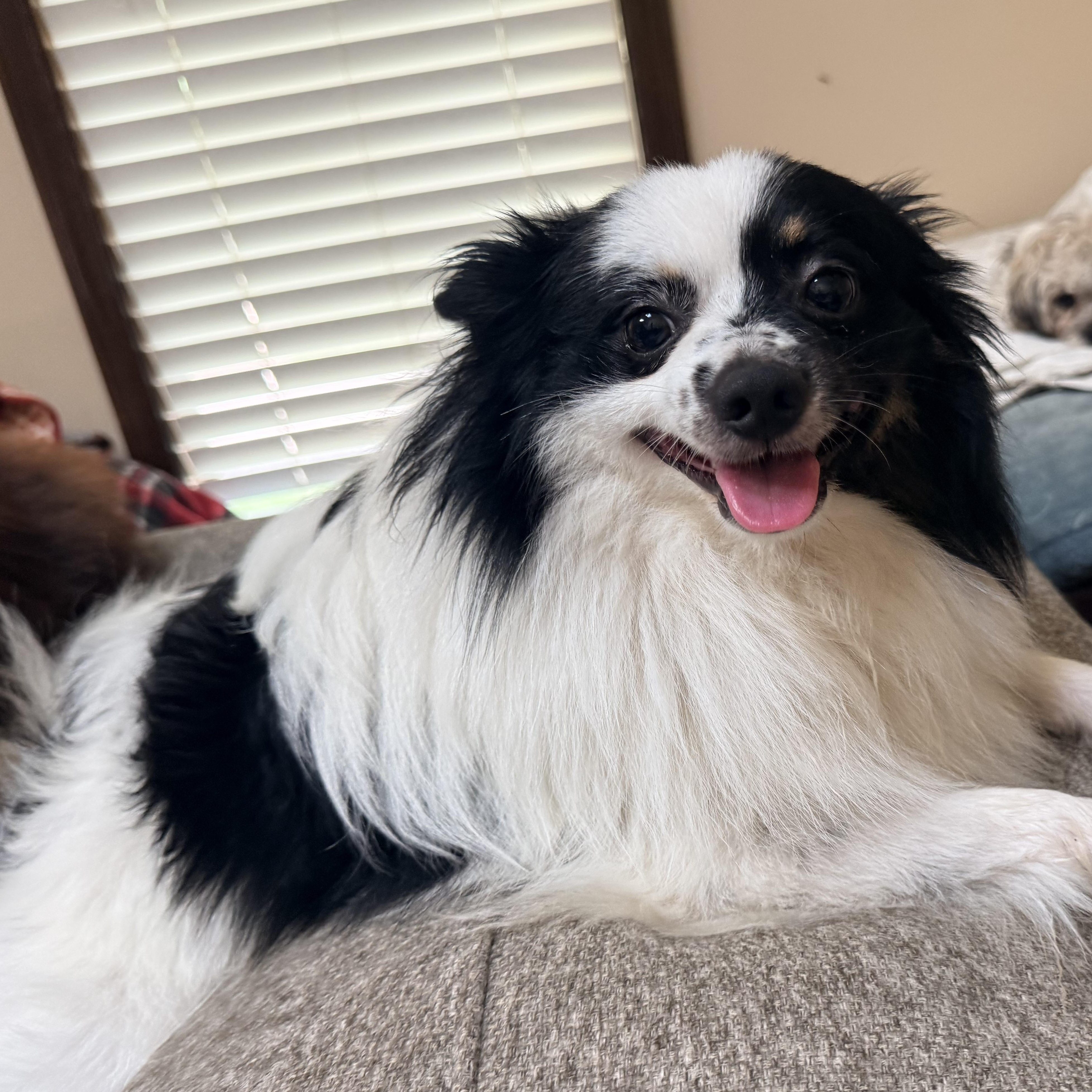 Louie, ADOPTABLE, Young Male Pomeranian & Papillon.