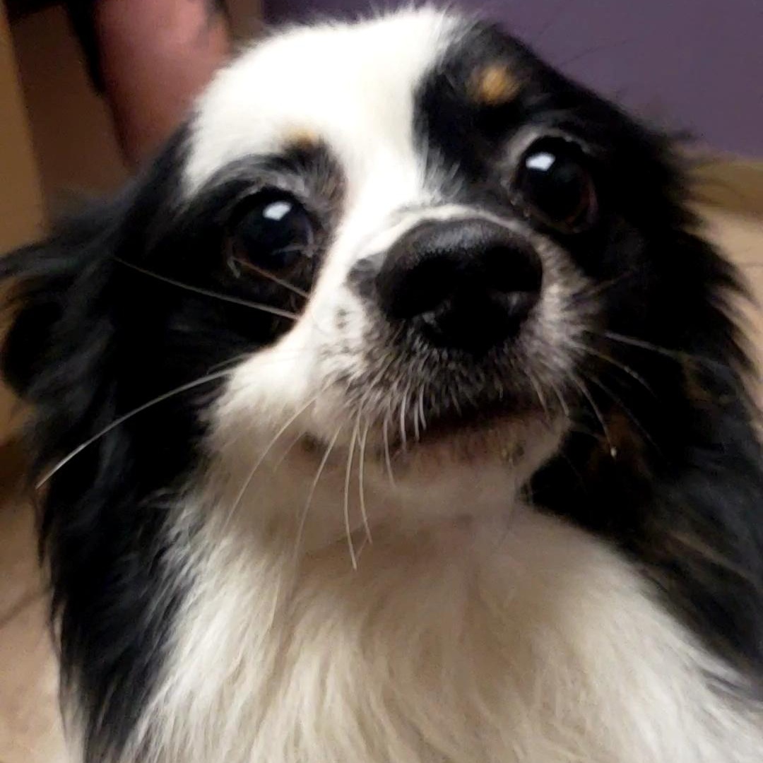 Louie, a ADOPTABLE mixed breed in Olathe, KS image 4/6
