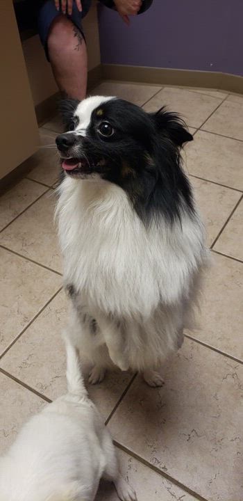 Enlarge Louie, a ADOPTABLE mixed breed in Olathe, KS video 6/6