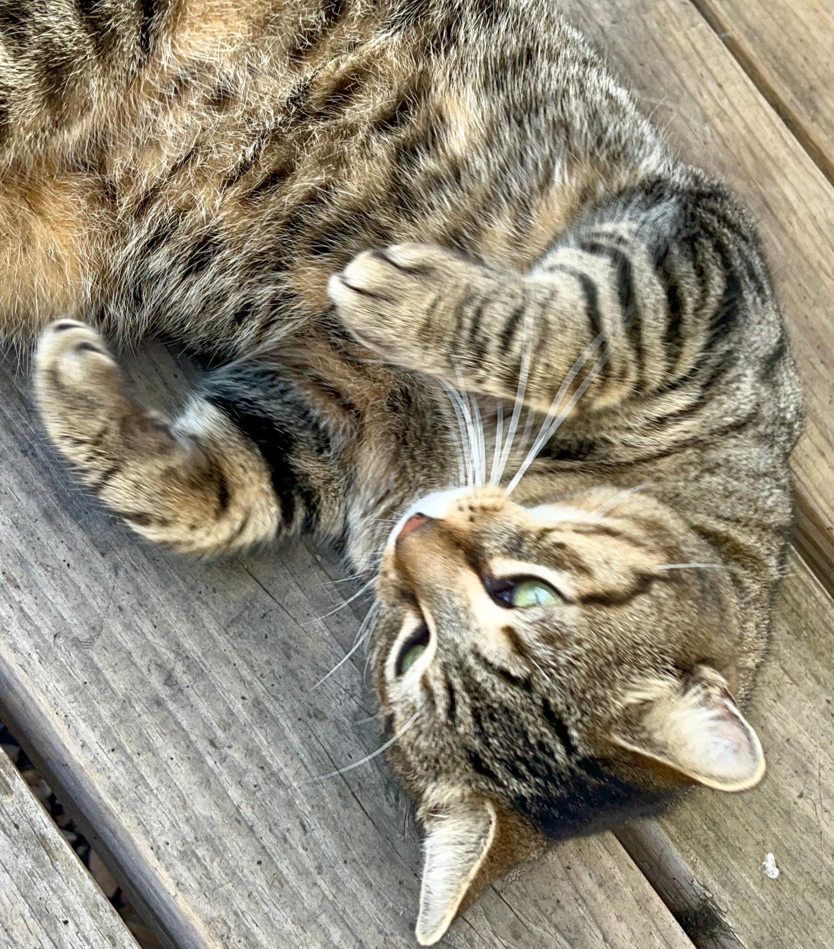 Enlarge Lobo, a Adoptable Domestic Short Hair in Poughkeepsie, NY image 6/6